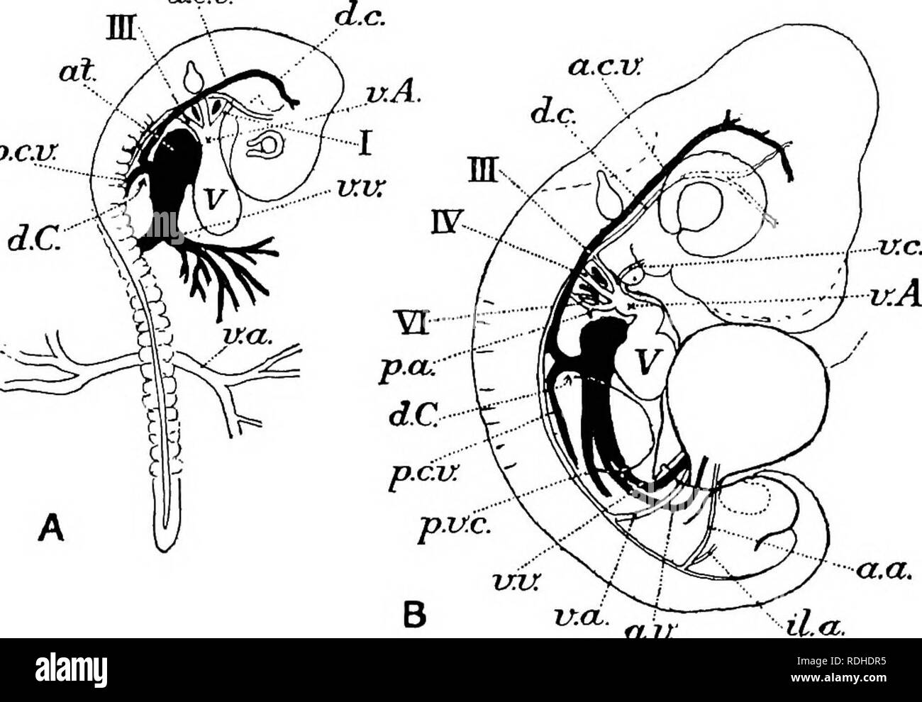 . Libro di testo di embriologia. Embriologia. 550 EMBKYOLOGY DEL LOWEE VEKTEBEATES oh. cephalon è ancora più pronunciata. L'opercolo (Fig. 240, Hy) è notevole e crescente di ritorno dalla hyoid arco posteriore crepacci viscerale. L'arto rudimenti progetto now liberamente anche se la loro forma è quella di semplice tronchese senza alcuna delle peculiarità della gamba o ala dell'uccello. Il corpo di un embrione è pavimentato in sul suo lato ventrale completamente ma per l'apertura tondeggiante (SOM) lungo cui labbra il somatopleure è continuato nel amnion e attraverso la quale emerge il restringimento tuorlo-peduncolo e th Foto Stock