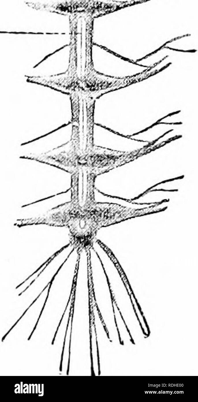 . Un manuale di zoologia. Zoologia. di elementi nervosi. In medusce un tale luogo è il bordo della campana; di conseguenza una più forte nervo-corda molto più ricca di cellule gangliari si trova qui. Questo, come pure il nervo-ring e cinque nervi radiali di echinodermi, può essere chiamato un sistema centrale, distinguendo così il resto della rete nervosa come il sistema nervoso periferico. Gangliare del sistema nervoso centrale.-numerose forme di transizione portano alla gangliare sistema nervoso centrale di worms, molluschi e artropodi (fig. 77). Il sistema nervoso centrale qui è costituito da due o più pista Foto Stock