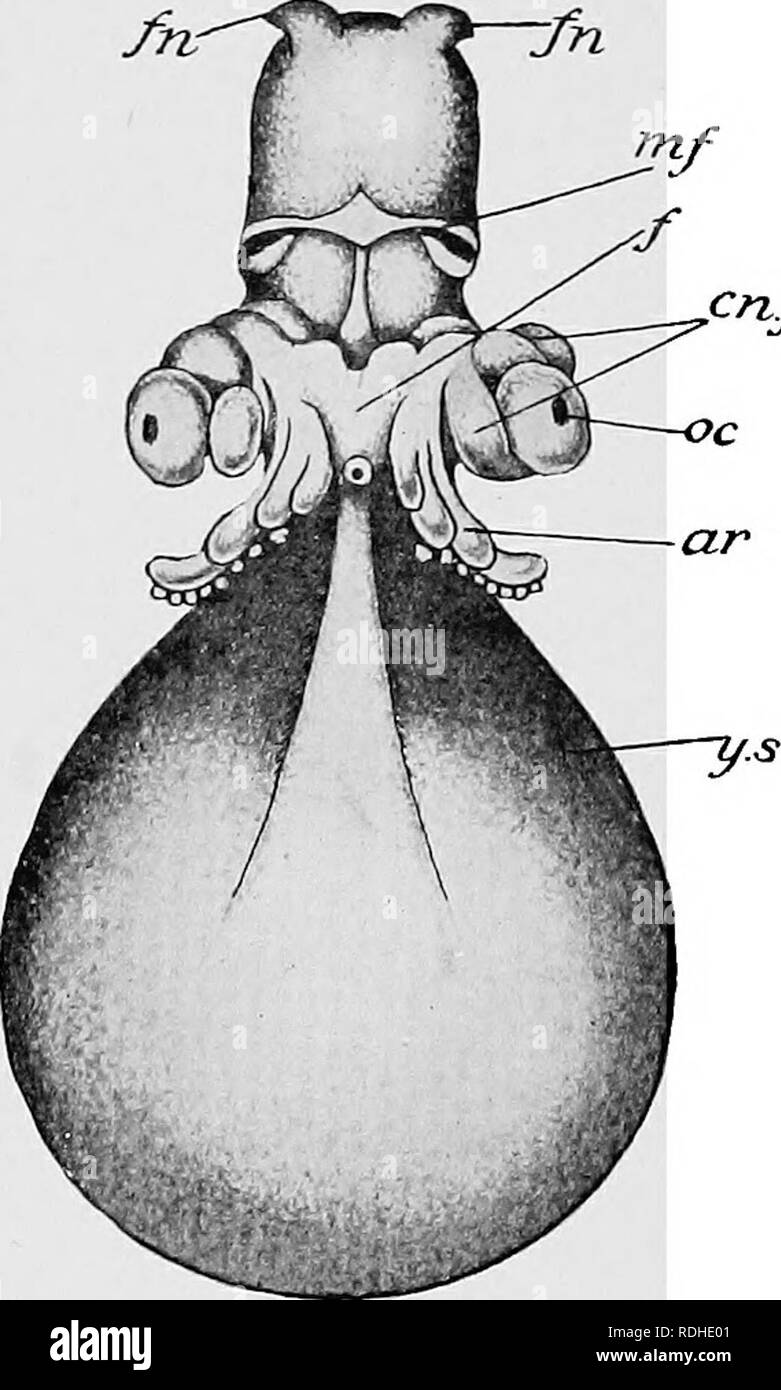 . Libro di testo di embriologia. Embriologia. 364 INVEETEBEATA CHAP. pnf ventrale di diverticoli crescono, whicli sono i rudimenti di ghiandole salivari. Il mid-gut diventa differenziato in uno stomaco ed un intestino e il diverticolo che costituisce il sacco d'inchiostro si apre in quest'ultimo. Il fegato si pone come due outgrowths laterale dello stomaco. Le superfici di questi outgrowths diventare ripiegata, e questa è la prima indicazione della formazione di tubuli di fegato. Il coelom, che è già strozzata nel rene e pericar- dium, ora aumenta notevolmente di volume. I due primi rudimenti pericardica fusibile Foto Stock