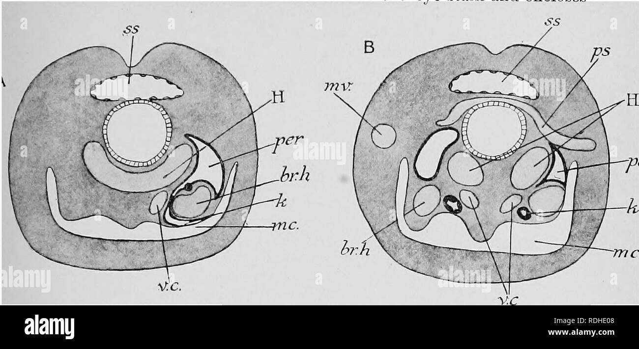 . Libro di testo di embriologia. Embriologia. IX MOLLUSCA 363 completato. La camera anteriore dell'occhio è formata come un ecto- dermico piega, che nasce dalla base dell'occhio-peduncolo e racchiude. it. In questo modo la superficie esterna della testa di adulto è formata e l'occhio-steli non sono più prominente. Questo en- veloping volte potremmo definire la piega corneale. Dal punto in cui il primario vescicola occhio chiuso il rudiment del segmento esterno della lente è formata come una secrezione esterna. Le palpebre 'P^' sono costituiti da una coppia di pieghe analoghe a quelle cui parete nella camera anteriore, ma giacente ou Foto Stock