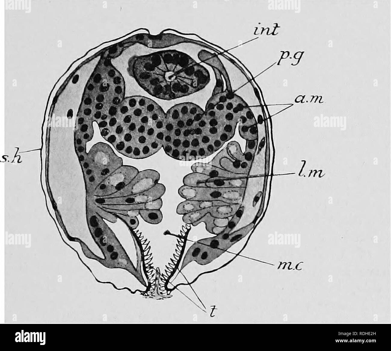 . Libro di testo di embriologia. Embriologia. IX MOLLUSCA 353 hoUowB fuori per formare il rene, mentre una banda di celle cresce fuori da ogni e forma un anello rotondo di intestino, si divide in due strati, e forma il pericardio. I conti di Harms e Lillie non lasciano alcun dubbio nella mente tlie che in embrione Unionidae stiamo semplicemente trattare con un normale veliger Pelecypod modificato per una esistenza parassita.. Fig. 284.-sezione trasversale di un Glochidium larva di Unio che è già fissato nei tessuti del suo po.st. (Dopo il danno.),m, cellule che andranno a formare il mantello di adulto ; int, intestino: ^.m, vuoto Foto Stock