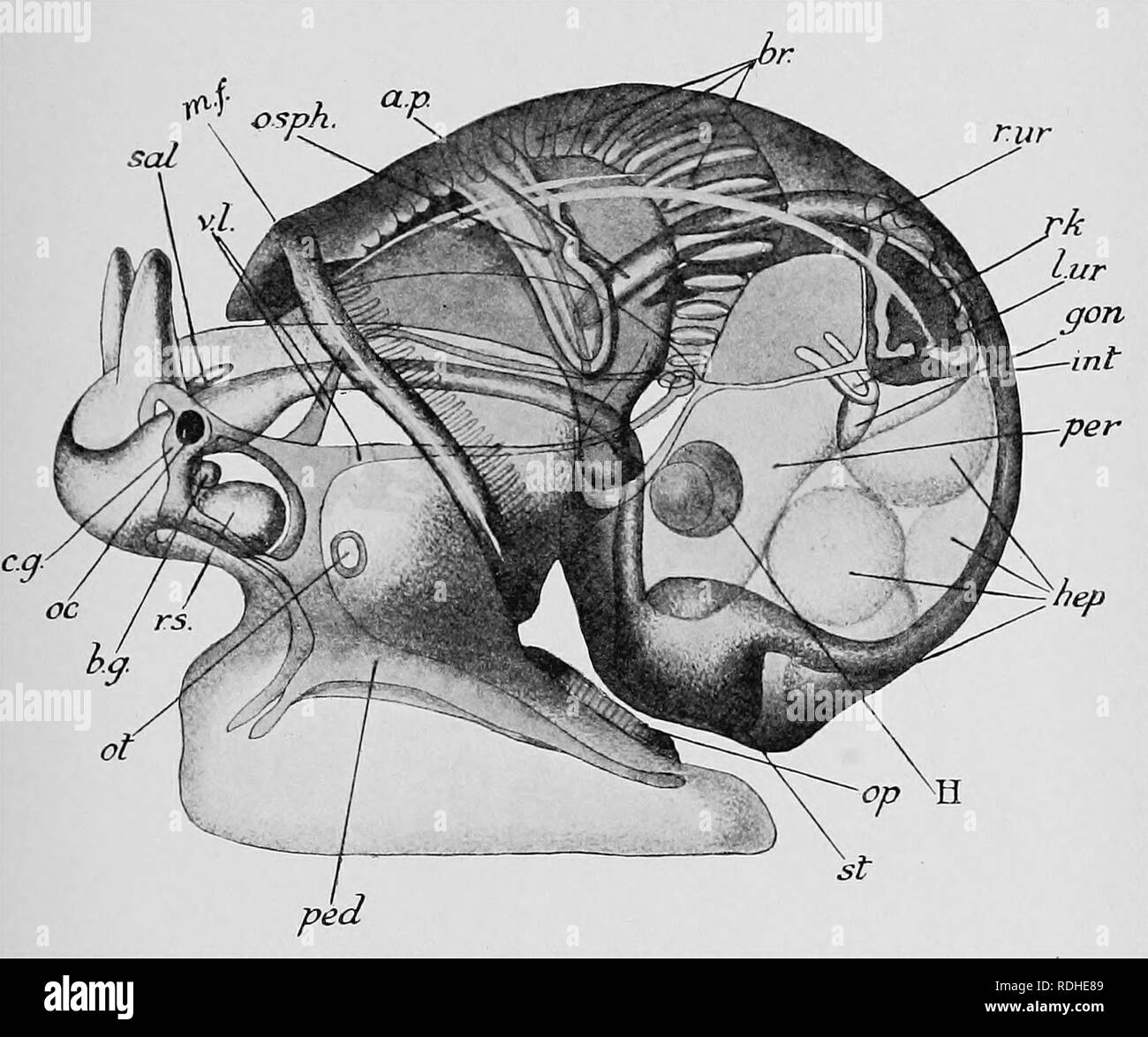 . Libro di testo di embriologia. Embriologia. IX MOLLUSCA 317 shell non può mai essere ritorto a spirale a tutti, come in Acmaea, e presumibilmente a rotula, e ancora la torsione può raggiungere il suo limite estremo; inoltre, torsione è sempre completa prima della torsione a spirale del guscio inizia, come è ben visibile nello sviluppo di Paludina. Entrambe le modifiche sono dovute alla disparità di crescita dei due lati dell'animale; ma considerando che la torsione interessa tutta la zona del lato del corpo sopra l'inserimento del piede, la disparità di crescita risultante. Fig. 251.-appena liatclied Paludina. vivipara. Visto da sinistra sid Foto Stock