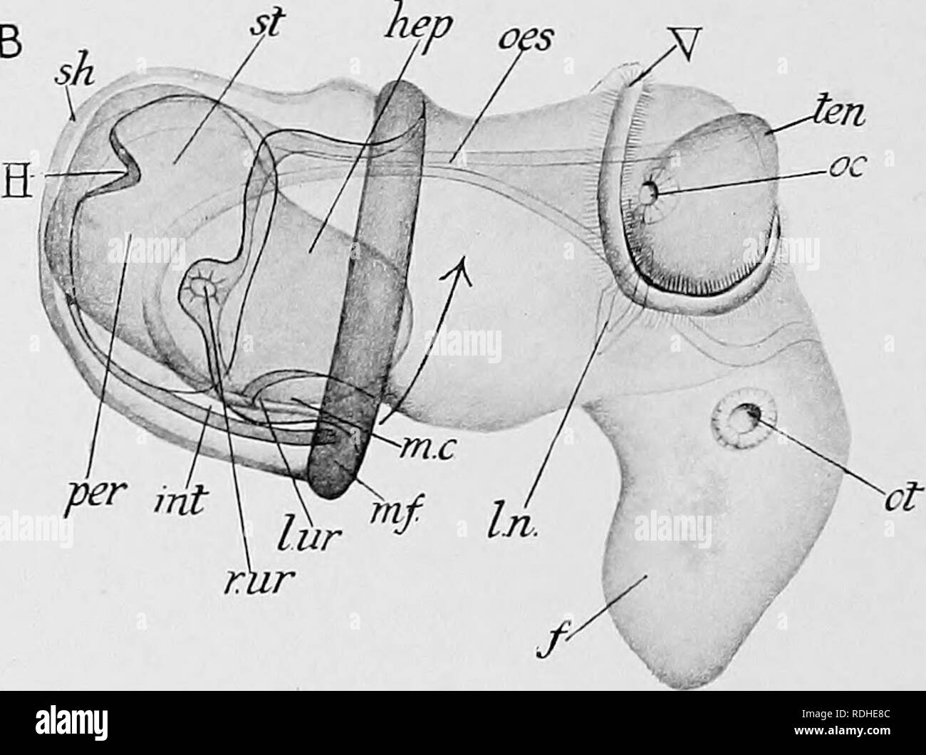. Libro di testo di embriologia. Embriologia. FlG. 250.-due embrioni di Paludina vivipara visto dal lato della luce al fine di dimostrare la provenienza del contatto con gli organi di senso e l'inizio di torsione. (Dopo Erlanger.), fase quando il piede e la gobba viscerale sono entrambe a breve, e l'embrione è quasi bilateralmente simmetrica. B, fase quando il piede e la gobba viscerale sono diventati allungata e in cui la torsione ha iniziato a. La freccia mostra la direzione in cui la torsione avviene, un, ano ; /, piede; H, cuore; hep, fegato; int, intestino ; l.-n, rene larvale ; l.p&amp;T, sinistra pericardio; Z.wr, uretere sinistro ; mx Foto Stock