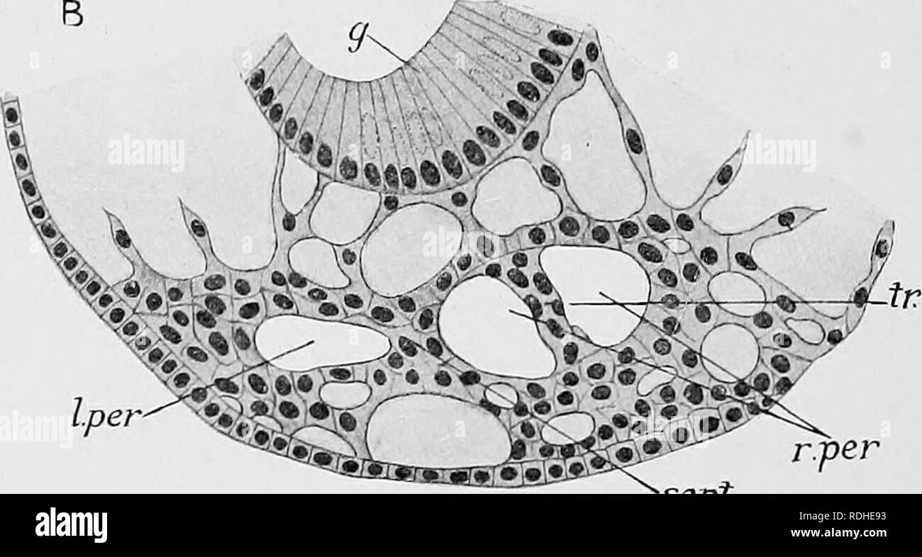 . Libro di testo di embriologia. Embriologia. sett Fig. 247.-due stadi in forjiiation tLe di pericardio tlie ot Paludina mvipara. (Dopo Erlauger.), una sezione orizzontale attraverso la gobba viscerale, della fase in cui i due banda inesodermic sare ancora separate-un rudiment del pericardio è apparso in ogni. B, una sezione orizzontale attraverso gobba viscerale della fase successiva, in cui le due mani mesodermic sono fusi nella linea mediana per formare il setto separatiug destra e sinistra pericardica .sacs, g, gut; l.'p&amp;r, sinistra pericardio ; r.rper, destra pericardica sacs ; sept, setto formato dalle OP Foto Stock
