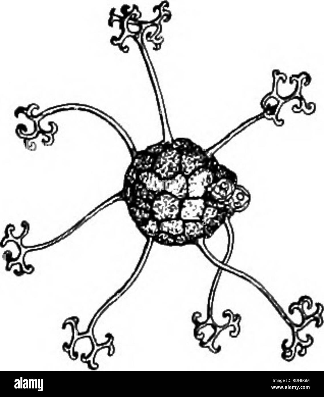 . La vita delle piante e impianto utilizza; un elementare textbook, una fondazione per lo studio dell'agricoltura, scienze domestiche o collegio botanica. La botanica. In tarda estate un altro tipo di spora viene visualizzato. Questo è di solito dopo il frumento è stato tagliato. Troviamo questo nuovo tipo di spora sulle stoppie. La stoppia è quello che è a sinistra del grano dopo il raccolto. Questo secondo tipo di forme di spore segni neri sulla vecchia culmi; è talvolta chiamato black ruggine. Queste sono le spore di inverno del frumento ruggine. Queste spore nero hanno pareti più pesante rispetto all'estate spore, ed è attraverso di loro che questo parassita vive oltre w Foto Stock