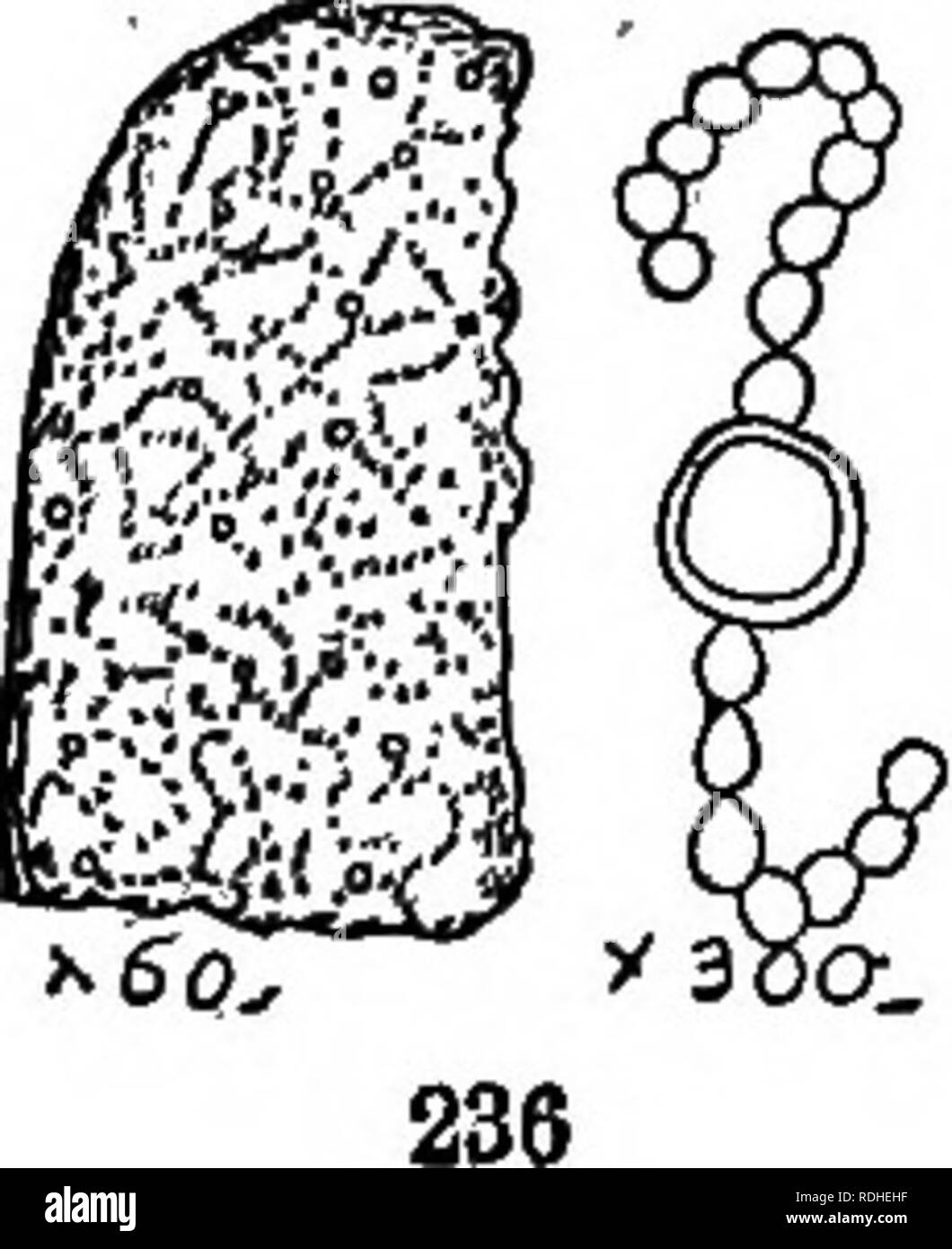 . Gli elementi di botanica abbracciando organography, istologia, fisiologia vegetale, botanica sistematica e botanica economica ... insieme con un glossario completo dei termini di botanica. La botanica. PBOTOPHYTA. 125 X74 0 158. Un'altra famiglia di piante appartenenti alla proto- phyta è il Saccharomyces, compreso il lievito-impianto (Sacoharomyces cerevisice) e di altre specie che producono fermentazione in soluzioni di zucchero. Celle trasparenti sono più o meno tonda, ovale o allungata e moltiplicare per germogliare (Fig. 235). Quando la fornitura di nutrimento è meno abbondanti (come quando il lievito è cresciuto su fette di pota Foto Stock