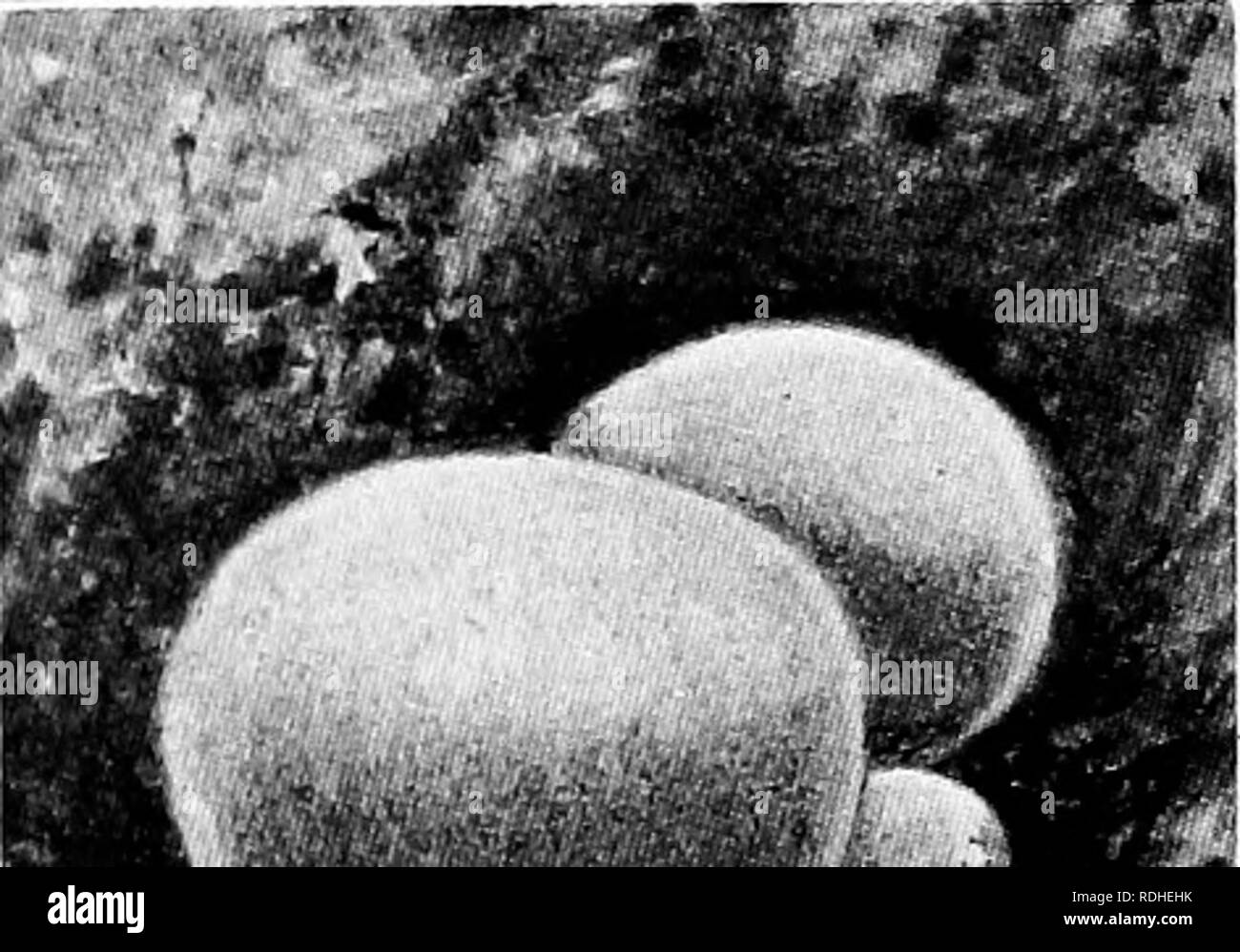 . La vita delle piante e impianto utilizza; un elementare textbook, una fondazione per lo studio dell'agricoltura, scienze domestiche o collegio botanica. La botanica. 384 IL NON-piante vascolari. *- PTflr I pf : -W jag? Che crescono sui monconi e log sono parenti della poltiglia- camere. Puffballs sono commestibili. Il gigante puffball, che talvolta diventa grande come un cocomero, è quando è fresco, uno dei migliori dei funghi commestibili. La nuvola di polvere che si alza quando ti passo su un vecchio puff- sfera è una nube di spore. Alcuni la staffa grande funghi essere- venite a disco con età e può durare per anni. Le staffe sono sporophores. La sp Foto Stock