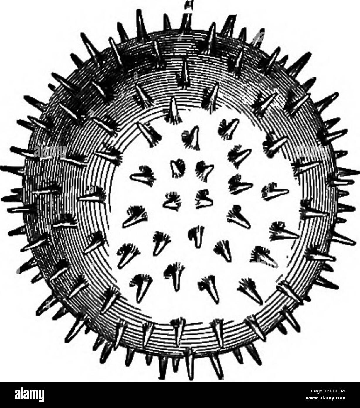 . Gli elementi essenziali della botanica. La botanica. La fio. 128.-Polline di cellule con pareti irruvidita. Malva (Lavatera). Fortemente ingrandita. Un, di cicoria; B, della fioritura sospettato. Vi è di solito un fusto snello, il filamento, alla sommità del quale sono da uno a quattro il polline-sac, quest'ultimo formando l'antera. Si può considerare che il filamento e la sua estensione (il cosiddetto tessuto connettivo) tra il polline-sac come rappresentativa di una molto stretta su foglia che il polline-sac sviluppare come outgrowths. A volte la stame è ampio, mostrando contemporaneamente la sua natura verdeggiante. 482. Lo sviluppo del polline-cellule è simile a quella del Foto Stock