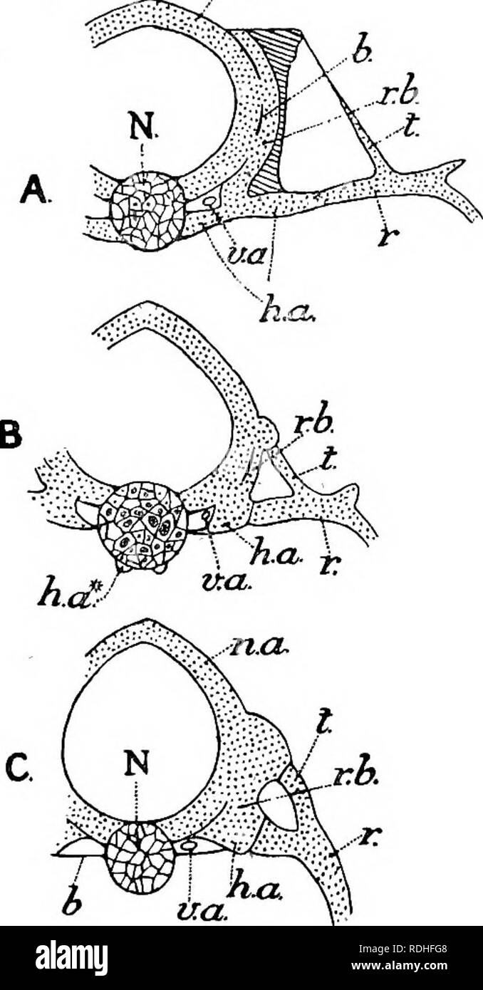 . Libro di testo di embriologia. Embriologia. 304 EMBKYOLOGY DEL LOWEK VEKTEBEATES oh. superficie dell'arco neurale, dalla quale però è segnato da un sottile strato di finestrata dell'osso (6). Si sarà visto dal diagramma che le basi della neural e haemal archi e la base della nervatura portatore di racchiudere uno spazio attraverso il quale scorre la arteria vertebrale (y.a.). Il haemal arch-elemento passa orizzontalmente verso l'esterno oltre la base della nervatura-portatore e la nervatura stessa costituisce semplicemente un prolungamento del haemal arch-elemento, diventando segmentata di fuori dalla sua porzione prossimale (" processo trasversale& Foto Stock
