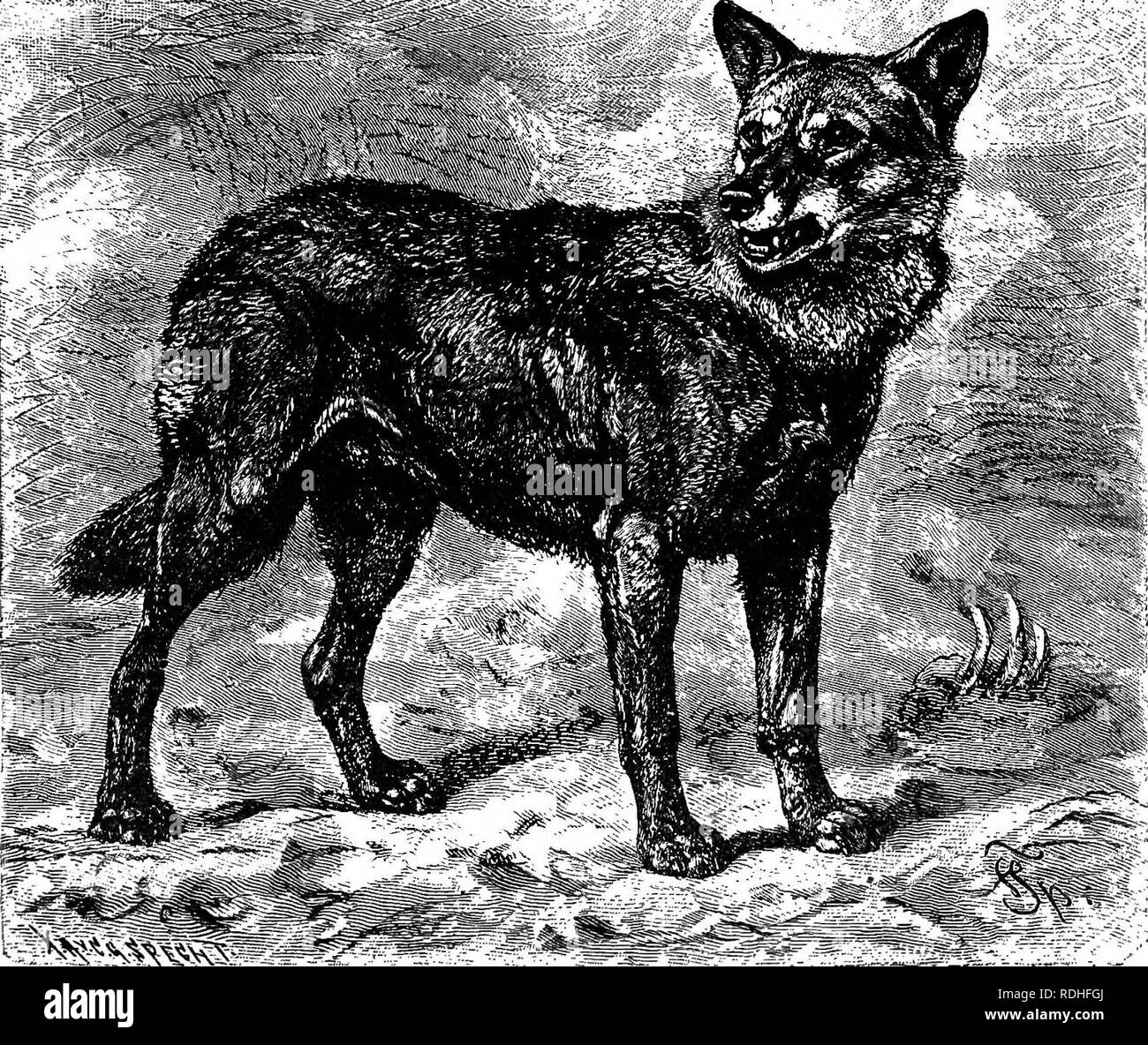 . Gli animali del mondo. Brehm la vita degli animali;. Mammiferi. "188 le belve. può quindi essere detto che tutti i cani sono gregaria animali. In fisica rispetto a agility i cani sono molto le funzionalità di poco inferiore ai gatti. La loro ottusa cani. artigli impedire loro di arrampicata e "confinare al suolo; né possono saltare così in alto e lontano come i gatti; ma in^tutti gli altri aspetti sono piuttosto sorpassarlo. Essi ar^' eccellente run- ners, possedeva quasi incredibile endurance; nuotano, senza eccezione, e alcuni in maniera magistrale e troviamo vero e proprio un acquatico Foto Stock