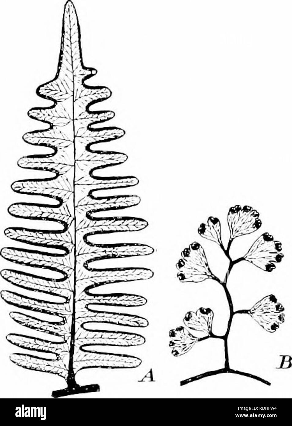 . Impianto studi; un elementare botanica. La botanica. 328 Studi vegetali gated, e di solito è coperto da un lembo di delicati {inr/iixiiiiii) wliieli nasce dall'epidermide (Fig. 290). Di tanto in tanto i sori sono estesi lungo la superficie inferiore del mar- gin della foglia, come in felce capelvenere [Adiaiiliiiii)^ e il freno comune (I'lerix), ii quale caso essi sono pi'otected l)y il margine inrolled (Fig. 398), che può essere chiamato un " falso intlusium." è evidente che tali lamine sono facendo due tipi distinti di lavoro-clorofilla il lavoro e la formazione di spore. Questo è vero per la maggior parte dei normali Foto Stock