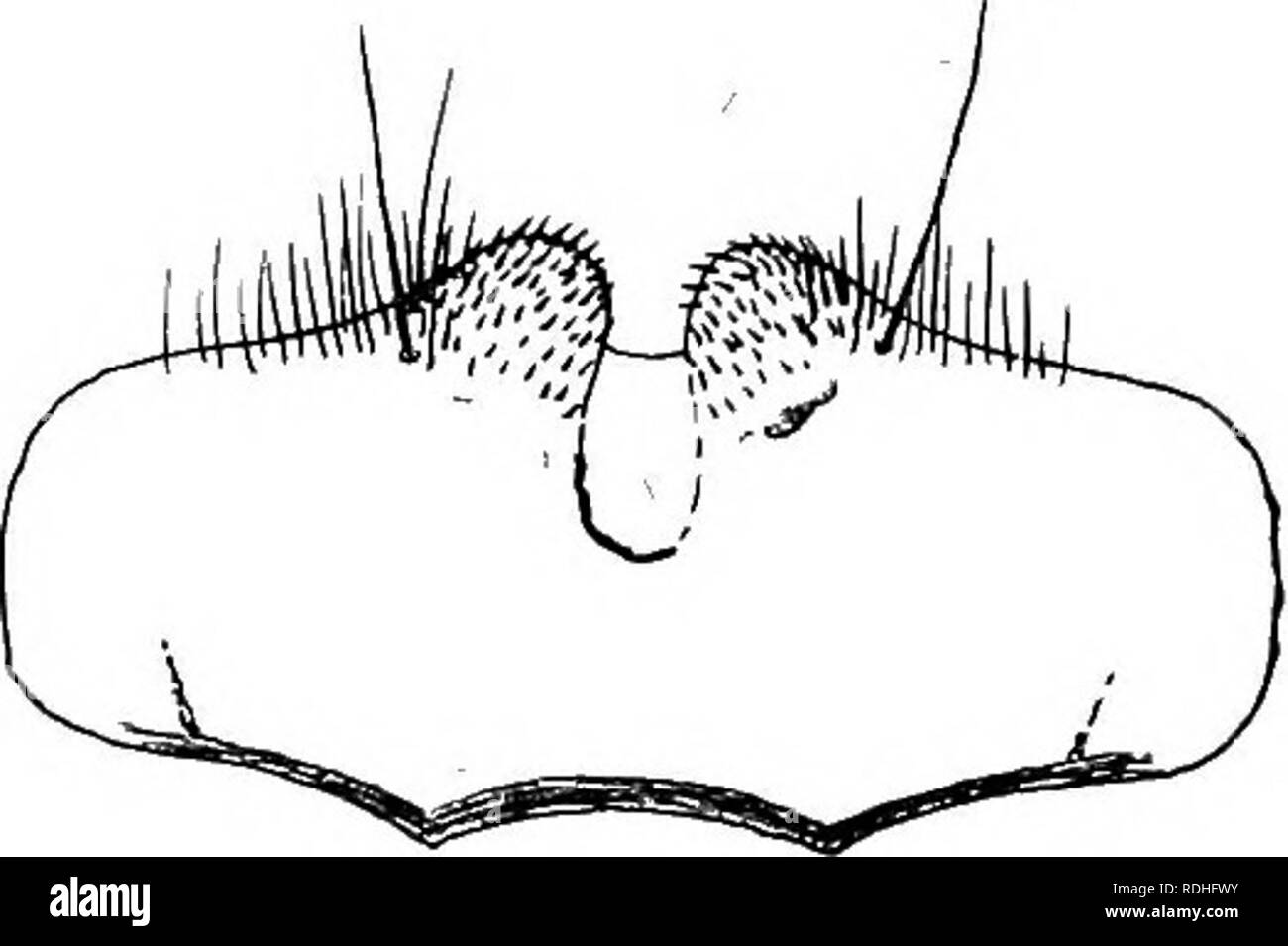 . Relazione della Artico Canadese Expedition 1913-18. Spedizioni scientifiche. 3Scc. Si prega di notare che queste immagini vengono estratte dalla pagina sottoposta a scansione di immagini che possono essere state migliorate digitalmente per la leggibilità - Colorazione e aspetto di queste illustrazioni potrebbero non perfettamente assomigliano al lavoro originale. Artico Canadese spedizione (1913-1918). Ottawa, F. A. Acland, Stampante per il re Foto Stock