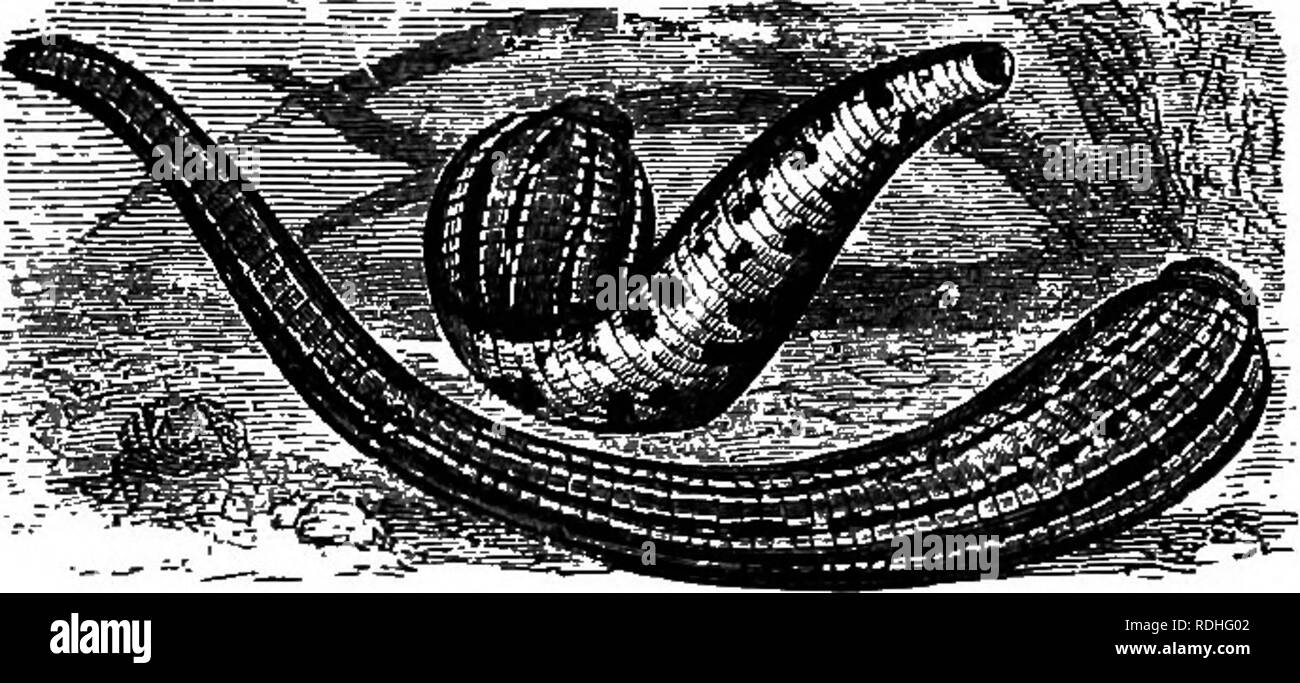 . Di fresco-acqua aquaria: la loro costruzione, la disposizione e la gestione, con informazioni complete per quanto riguarda l'acqua migliore-impianti e scorte vive per essere mantenuto come e dove ottenere loro e su come mantenerle in salute. Acquari. WATEB-SPIDEES E WATEK-WOEMS. 279 il loro utilizzo. Molte persone che vendono le sanguisughe medicinale folla tutti insieme in un grande vaso di pietra quasi pieno di acqua. Un panno è legata strettamente al di sopra della bocca della bottiglia per mantenere gli infelici schiavi dall'arrampicata al di fuori della loro prigione. Essi sono pertanto tenuti al buio come pure ia una malsana con- dizione. L'acqua, tuttavia, è occasionalmente cha Foto Stock