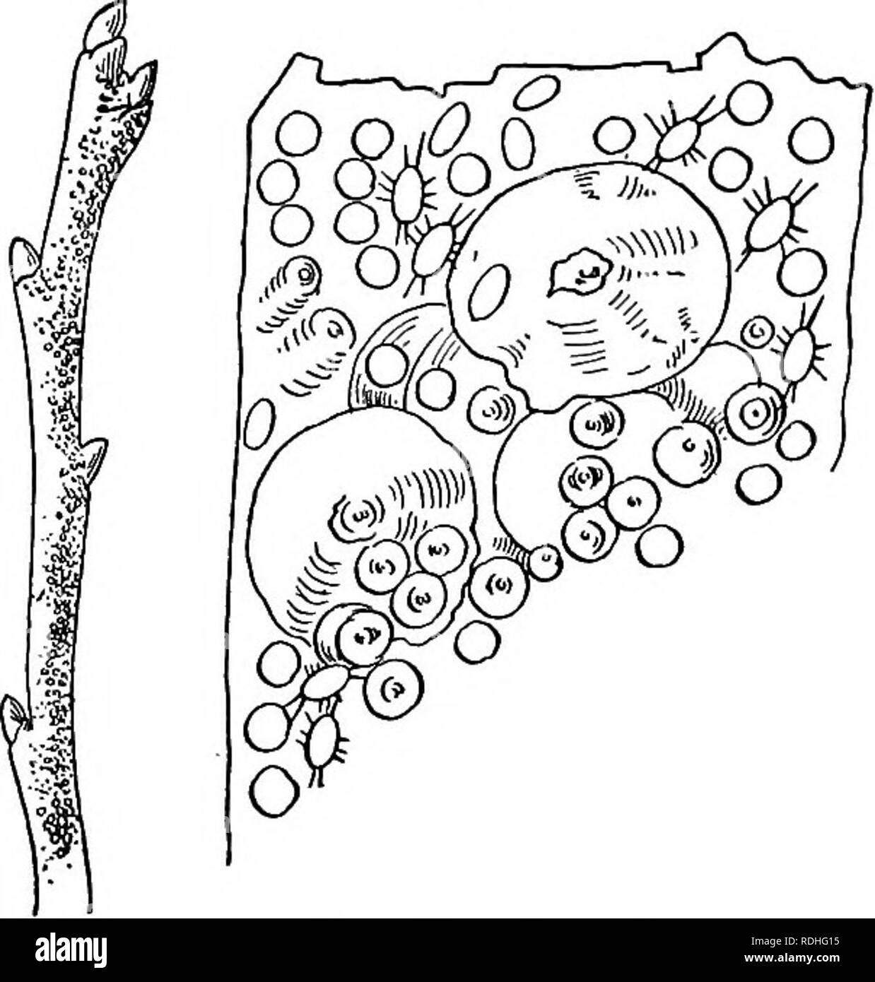 . Lo studio della natura e della vita. Lo studio della natura. Giardino insetti 219 essa non per uno sciagurato genere anche una politica estera importa- zione, che ora mette in pericolo i migliori interessi orticolo di quasi tutto il paese. Ogni bambino che ha un giardino dovrebbe imparare a conoscere il San Jos6 o perverso, scala, Aspidiotus pemiciosus. Il San Jos6 scala prende il suo nome dal luogo della sua introduzione in questo paese, il San Jose valley, che ha avuto luogo attraverso il mezzo di treea importati dal peperoncino. La sua casa originale può essere Australia, ma a dispetto di assidua ricerca questo non è stato completamente risolto. Esso può essere venuto Foto Stock