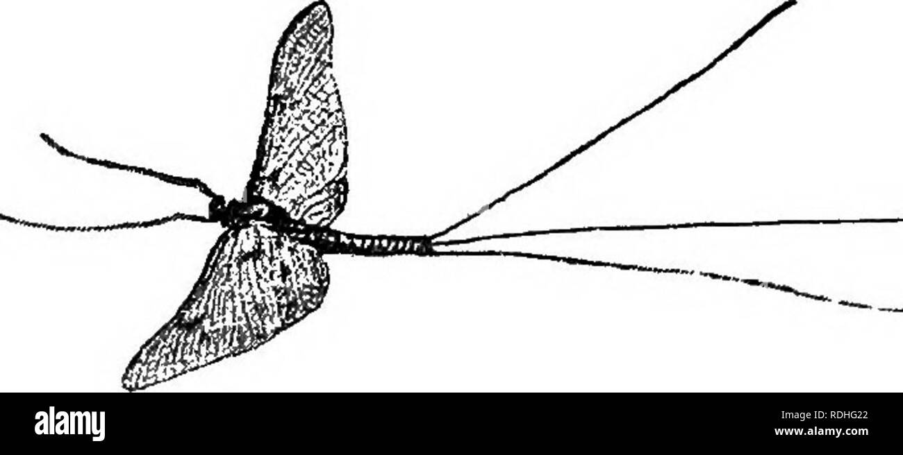 . Di fresco-acqua aquaria: la loro costruzione, la disposizione e la gestione, con informazioni complete per quanto riguarda l'acqua migliore-impianti e scorte vive per essere mantenuto come e dove ottenere loro e su come mantenerle in salute. Acquari. LAETiE OP WATBE-mosche. 257 per diventare il sub-imago, un atterraggio-stadio deve essere preparato per it-uno simile a quello raccomandato per le pupe del Dragon-fly farà. E mi£ l' acquario-teeper è per- tunate ed ha disposto adeguatamente le questioni che egli sarà in grado di testimoniare non solo la vista molto interessanti della pupa diventando il " verde drake", ma anche il " gree Foto Stock