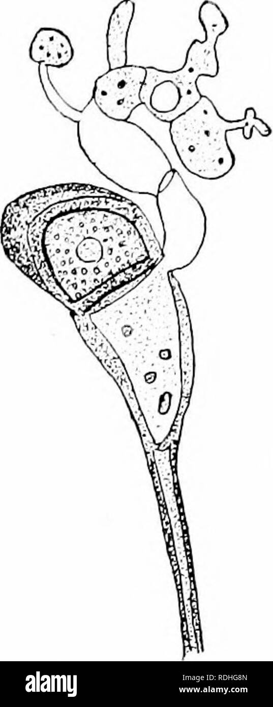 . Impianto studi; un elementare botanica. La botanica. THALLOPIIYTES: Funghi 281 parete, e forme wliat è chiamato il "nero ruggine,"che ap- pere in tarda estate sulle stoppie di frumento. Queste spore sono le spore di appoggio, Avhich ultimo attraverso l'inverno e germinare nella primavera successiva. Essi sono chiamati Icleuto- spore, significa " ultimo spore " della stagione di crescita. Essi sono anche chiamati " Inverno spore," per distinguerle dai urcdospores o " estate spore." In un primo momento questo teleutospore-micelio del cuscinetto non è stato riconosciuto a bo identici con tlie uredo Foto Stock