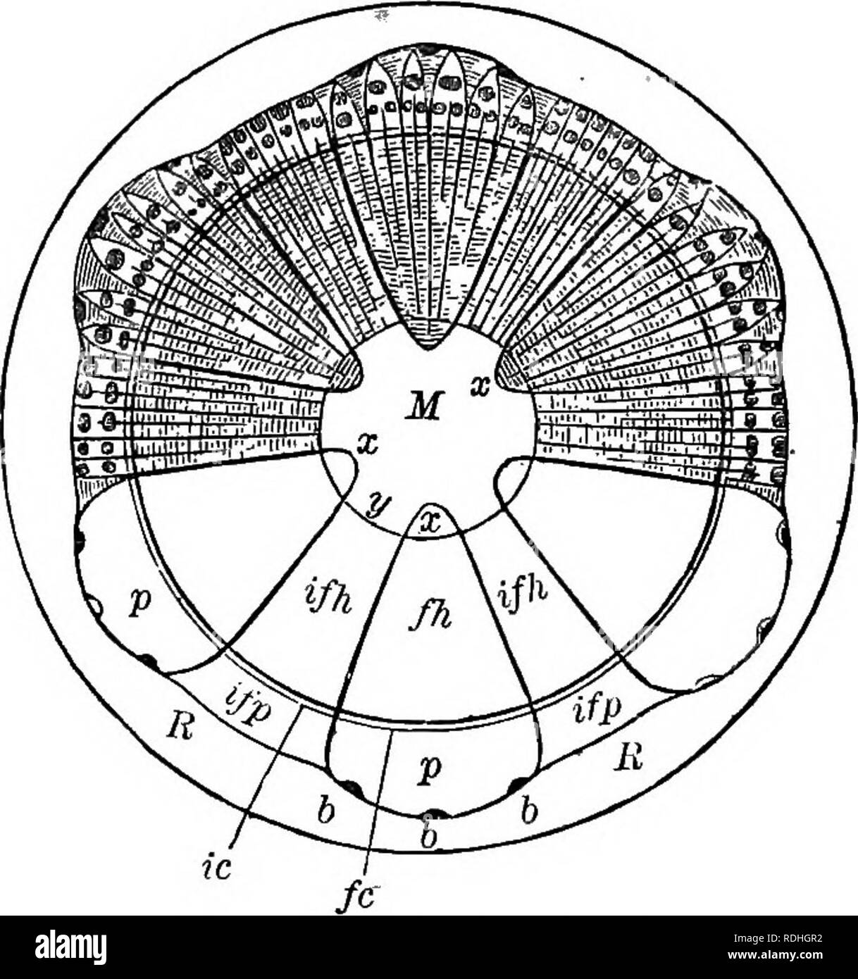 . Essentials di botanica. La botanica; Botanica. 72 Essentials di botanica al di fuori del - Legno in primavera è un fatto ben noto al scolaro che libbre il cilindro tagliato da un ontano, Willow, o hickory ramo fino a quando la corteccia slitterà fuori e così gli consentono di fare un fischio. Il dolce sapore di questo strato di polpa, come riscontrato in pino bianco, l'olmo americano e il basswood, è un familiare la prova del nutrimento che il cambio strato contiene. Con l'aumento dei fasci fibro-vascolari del legno lo spazio fra di essi, che ap- pere relativamente grande in Fig. 40,- viene meno e l Foto Stock