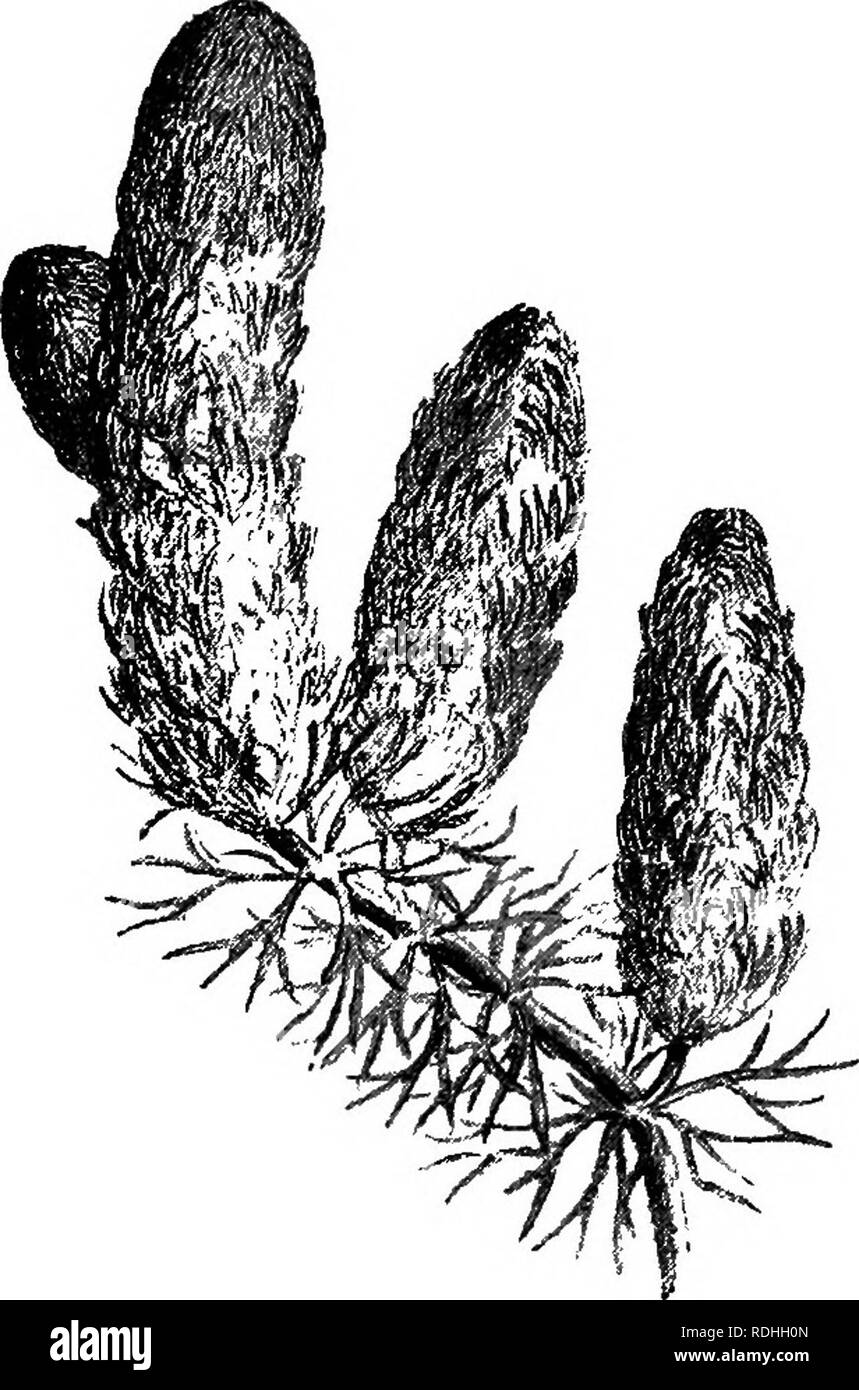 . Di fresco-acqua aquaria: la loro costruzione, la disposizione e la gestione, con informazioni complete per quanto riguarda l'acqua migliore-impianti e scorte vive per essere mantenuto come e dove ottenere loro e su come mantenerle in salute. Acquari. WATEE-piante. 77 setole come foglie crescente attorno ad un gambo in vortici. Ciascuna foglia è divisa in forcelle, tre o quattro volte, rendendo così un piuttosto densa mass. I fiori verdi sono anche whorled e crescere in axils delle foglie. Il frutto ha due corna in prossimità della base. Il Homwort è utile in un acquario e wiU fare. Fig. 56. Comune (Hornwobt Ceratophyllum dehersum). bene se un sma Foto Stock