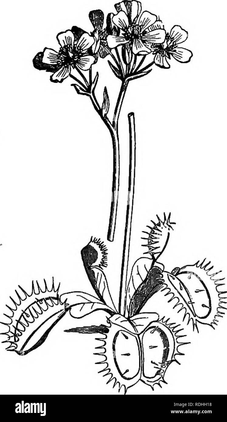 . Elementi di botanica. La botanica; Botanica. Elementi 106 OP botanica. In Venus flytrap", che cresce nelle regioni di sabbia orientale della Carolina del Nord, il meccanismo per la cattura di insetti è ancora più notevole. Le foglie, come mostrato in Fig. 96, terminano con una porzione a cerniera che è circondato da una frangia di setole rigide. Sul lato interno di ciascuna metà della trappola crescere tre peli corti. La trappola è talmente sensibile che quando i peli sono toccati si chiude con uno scatto e molto generalmente riesce a captur- ing fly o altro insetto che è spuntata. L'insetto imprigionato e poi muore e viene digerito, Foto Stock