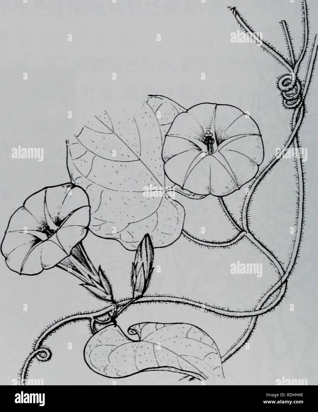 . E Er Duo Si zhi wu zhi. botanica. Éå°Å¤ae¯ae¤©ç å¿ ç¡¬ï¼å ·åºï¼èé"ç-ï¼å¶äºçï¼ç-åae"éç¶ae¡å½¢ï¼é¿0.6-2.2cmï¼å®½0.5-1.5mm ï¼å ç"¯åå½¢ï¼åºé¨ae' ç-ï¼ae aeï¼è±åçae2-3aeµéçäºaeç"¯ï¼è±ae¢ç-;ç²¤çåµåå½¢ï¼å¤è¼çç¨åºå"äºå è¼çï¼é¡¶ç"¯ å ·å °å °å'ï¼å¤è¢"ae£é"è²ae¯ï¼è±å ae¼aeç¶ï¼é¿1.2-2.2cm,ç²çº¢è²ï¼ç£ä'-å'¦å¯çae¯ï¼é¡¶ç"¯5aeµ è£ï¼é è5ï¼ä"ç-é ï¼é ¿¿ä'ºè±å ç1/2ï¼åºé¨ae©å¤§ï¼ae ae¯ï¼å-ae aeae ¿¯ï¼2Å¤® ï¼ae±å¤'2è£ï¼è£çç-é¿ãè'aeè¿ çå½¢,aeae¯;ç§å-åµåå½¢ï¼ae ae¯ï¼è±ae7-9aeï¼aeae8 da 10 aeã çå¢åå'ae±çae¤ç©ï¼çäºå¹²ae²ãå¹²ae²³åºåçç³è'¨ä'éµå¡å °ä'ï¼è§äºae-é¦aeè¥¿é¨ï¼éae å aeé¿å °å·'ae¯ãae£çäºï¼ åå'äºå èå Å¤·'å½¦ae·å °å'ãä¹aeå±±ãç¼å±±ãae¡å di å±±ãè'ºå °å±±ï¼aeå½éè¥¿åé¨ãå®Å¤ãçèã åå·è¥¿å Foto Stock