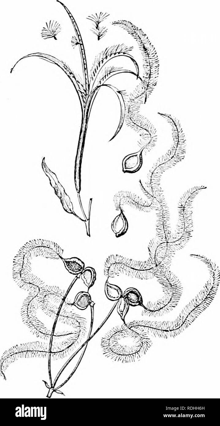 . Impianto studi; un elementare botanica. La botanica. REPEODL'CTIVE ORGANI 113 75. La dispersione di locomozione.-I'lio coinmon metodo di locomotioii è Ijy lueaus di movuljle luiirs {ciglia) sviluppato su reprodtietive liody, whieh spingerlo attraverso l'acqua (vedere Fig. 100). Swininiiiig spore sono verj' comune tra l'alga; e almeno uno dei gameti tlio nelle algie, moss-piante e fern-jilants ha il potere di nuotare- ijv ming mezzo di ciglia. 70. La dispersione di acqua. - È ver}- comune per repro- ditctive hodies per essere trasportati hy cur- rejits d'acqua. Le spore di molte acque jilants di tutti gro Foto Stock