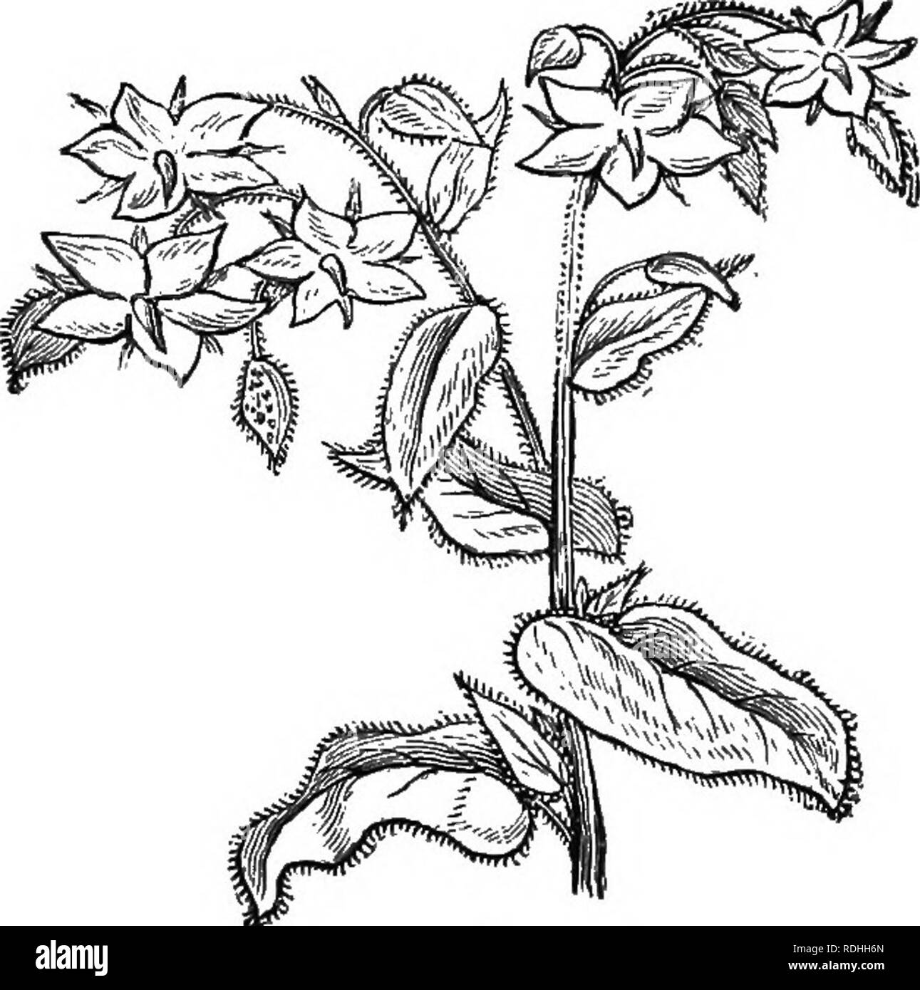 . L'apicoltore di guida; oppure, manuale dell'apiario. Le api. O, manuale di THB apiario. 421 il fieno e il miele. Otto tagli di una stagione sono stati realizzati, anche se cinque sono la media nella California Meridionale. Una resa di 3 tonnellate per il taglio per acro non è eccezionale. Il fieno è molto migliore. È preminentemente un raccolto per irrigazione, e così non è alloggiato dal drouth. Gli apicoltori in centrale- Cali fornia e Arizona relazione due cento libbre per colonia da erba medica, anche con molto grande apiari. Mentre la maggior parte preferisce tagliare prima che è in piena fioritura, come si mangia meglio, ma vi Fig. 222. Fig. 223.. Foto Stock