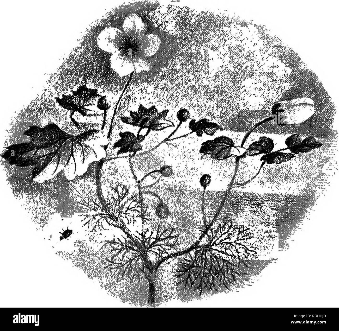 . Di fresco-acqua aquaria: la loro costruzione, la disposizione e la gestione, con informazioni complete per quanto riguarda l'acqua migliore-impianti e scorte vive per essere mantenuto come e dove ottenere loro e su come mantenerle in salute. Acquari. WATBE-piante. 71 autunnali Starwort acqua (CalKiriche autumnalis) è decisamente una pianta rara rispetto alla Yemal Starwort. Cresce in situazioni simili, ma non come quello vegetale, mai salire al di sopra della superficie dell'acqua. Le sue foglie sono più strette (Fig. 51) e di un verde daxker. C. autumnalis è occasionalmente trovato nel quartiere di Londra e in alcuni Foto Stock