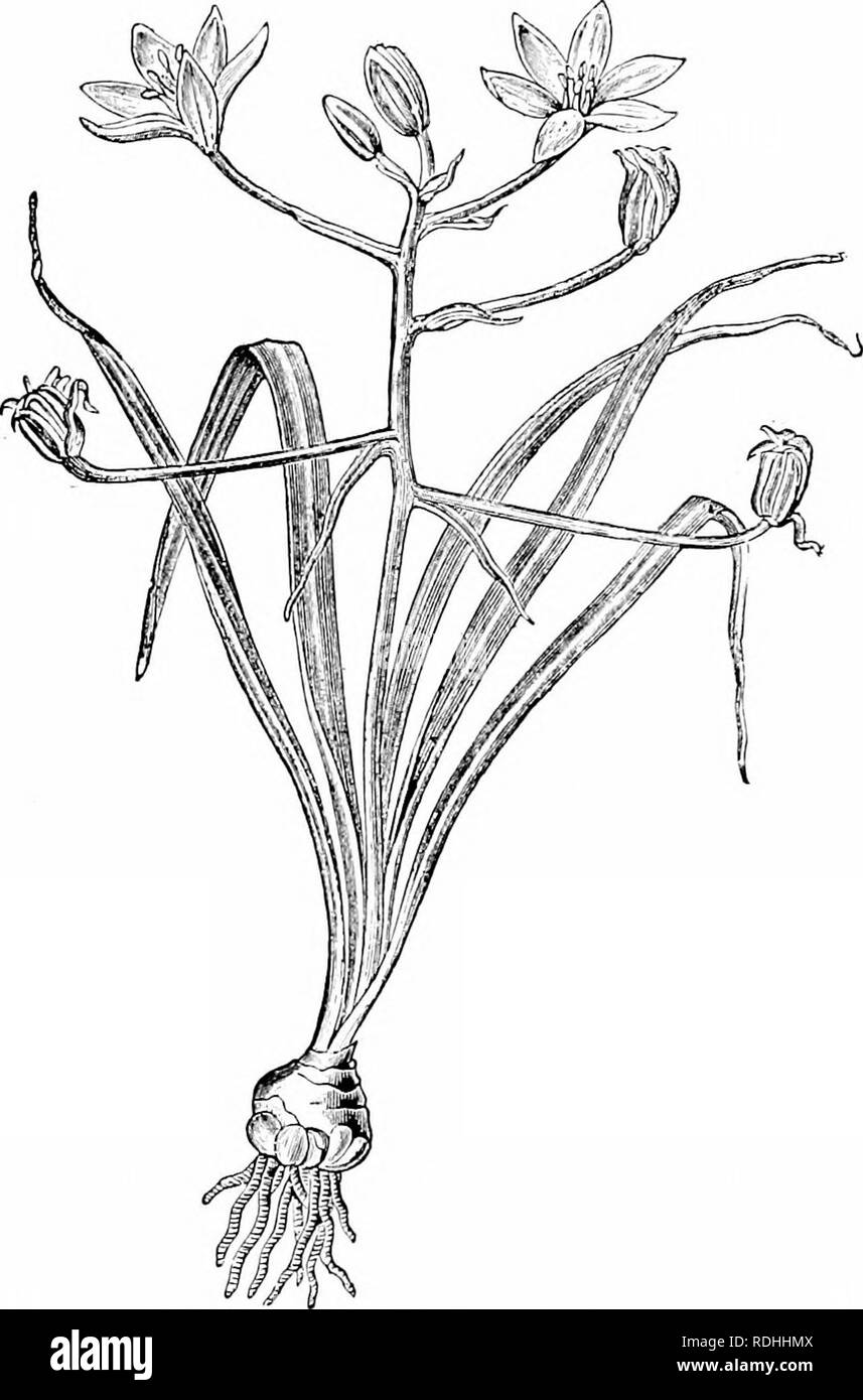 . Impianto studi; un elementare botanica. La botanica. Spara 81 sembra essere alla fine dell'asse dello stelo. È usuale, anche per il corto stelo recante le foglie floreali per ampliare. Fig. 75. La stella di Betlemme {Ofnithogaluvi), ehowing allentato il grappolo di fiori alla fine dello stelo. Le foglie e lo stelo derivano da una lampadina che produce un cluster di radici di seguito.-Dopo Strasburger. all'apice e formano quello che è chiamato un recipiente su cui il set vicino foglie floreale stand. Sebbene molti degli steli floreali sono prodotte singolarmente, è. Si prega di notare che queste immagini vengono estratte dalla pagina sottoposta a scansione che ho Foto Stock