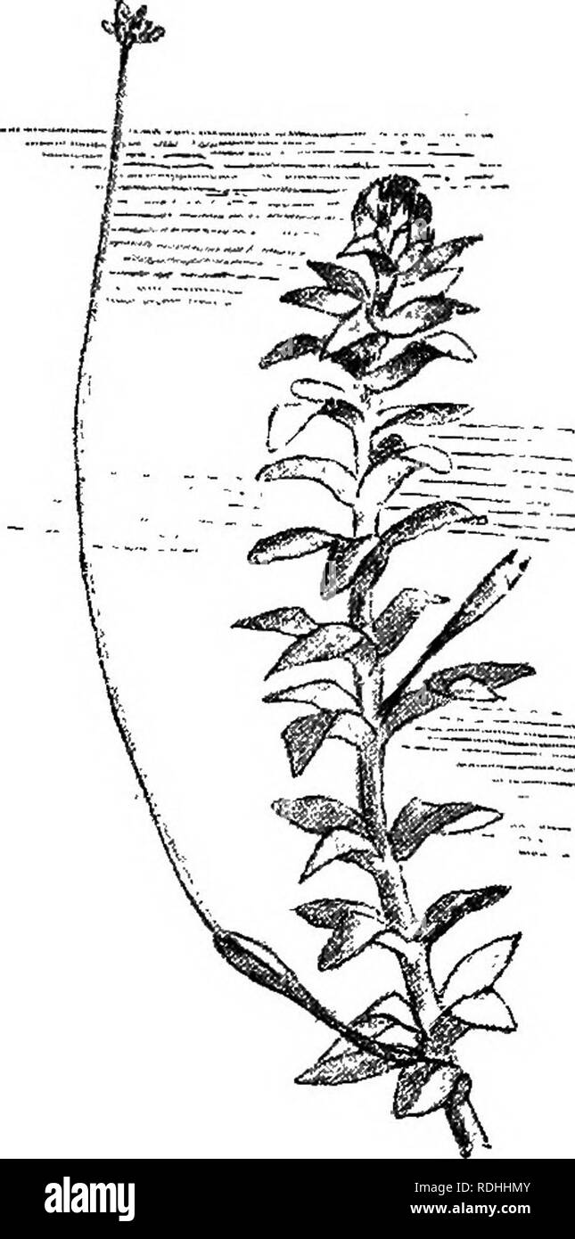 . Di fresco-acqua aquaria: la loro costruzione, la disposizione e la gestione, con informazioni complete per quanto riguarda l'acqua migliore-impianti e scorte vive per essere mantenuto come e dove ottenere loro e su come mantenerle in salute. Acquari. 66 FEESH-WATEE AQUABIA. L'acquario custode, per quanto riguarda la menzogna è interessato, dovrebbe indurre a lui grato per il suo aspetto qui, che non solo è uno dei molto hest impianti per il serbatoio, rifugio anche nelle sue masse aggrovigliati, molto interessante la vita di animale è quasi sicuro che tp egli foimd. Le sue foglie, variando da scuro a verde chiaro, secondo età, sono tre o quattro in un whorl. Essi sono minuto Foto Stock