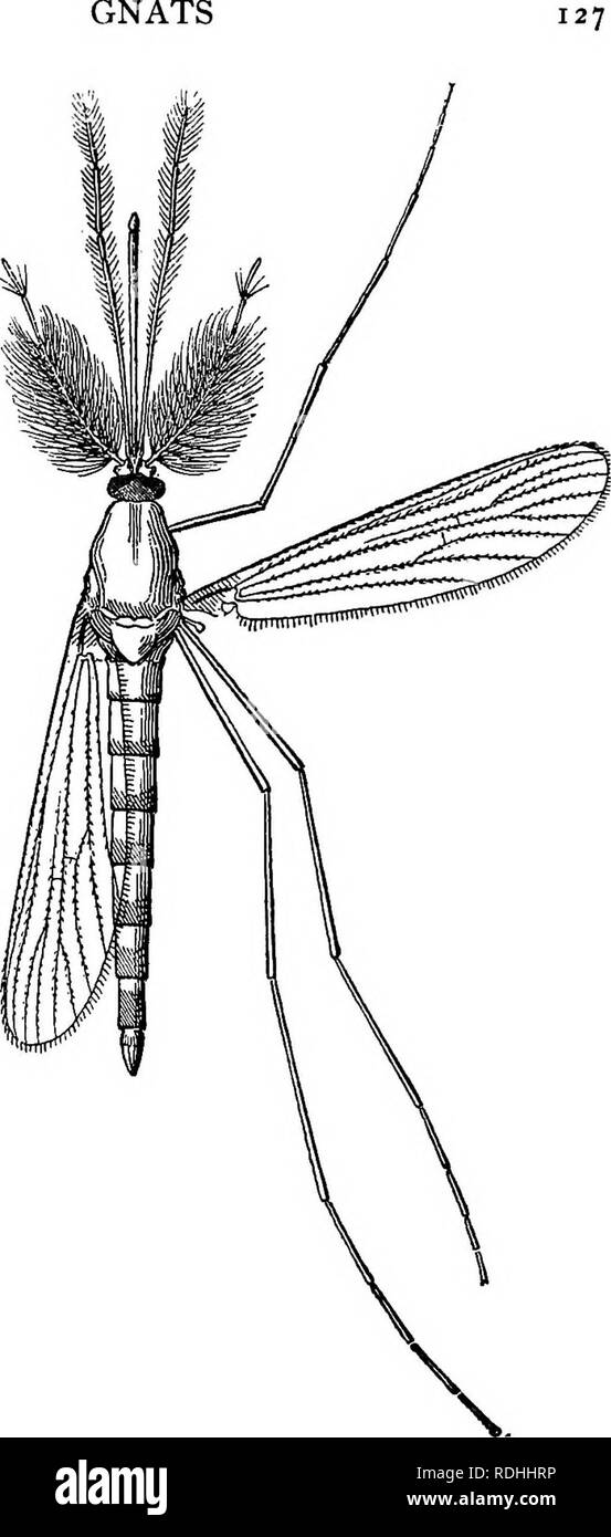 . E PREGIUDIZIEVOLE insetti utili; introduzione allo studio di entomologia economica. Insetti; insetti utili; pesti di insetto. un breve intervallo di tempo (tre o quattro giorni in estate) la pupa screpolature della pelle lungo la parte posteriore del torace, e la mosca si disperde nell'aria, talvolta resto- ing per a pochi minuti sulla pelle in ghisa onu- til le sue ali sono asciutte. Il volo non è a differenza del harle- quin-fly in apparenza generale. Il maschio si distin- guished dalla femmina, come nell'arlecchino-fly, dalle sue folte tastatori. Arlecchino vola alzare le loro gambe anteriori da terra quando a riposo, e li tratto fuori di fronte; g Foto Stock