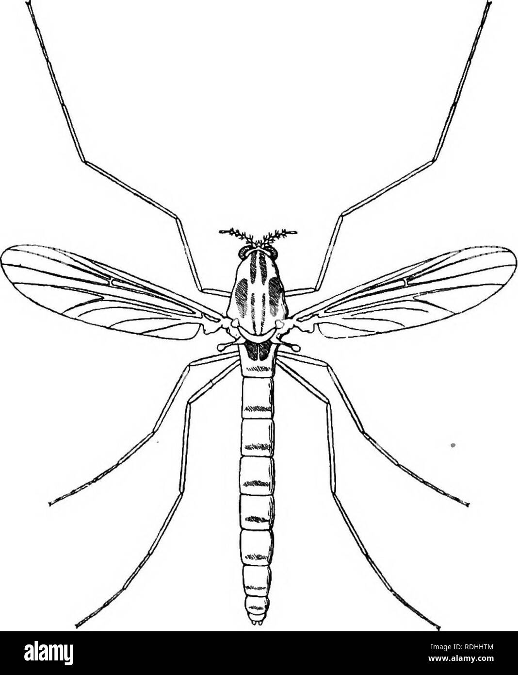 . E PREGIUDIZIEVOLE insetti utili; introduzione allo studio di entomologia economica. Insetti; insetti utili; pesti di insetto. ii6 E PREGIUDIZIEVOLE insetti utili perienced .osservatore. Mentre studiava la pupa flottante con una lente egli vedrà un tumulto in oggetto e la prima non ha avuto il tempo di rendersi conto di che cosa sta succedendo, il fly è spento e lontano. Esame della pelle in ghisa ci insegna che la pupa screpolature della pelle nel senso della lunghezza lungo il torace, e che la mosca emerge. Fig. 64.-femmina per volare di Chironomus dursalis. X 8. Qui, il disegno della sua testa all'indietro, le gambe verso l'alto e il suo addome in avanti per TH Foto Stock