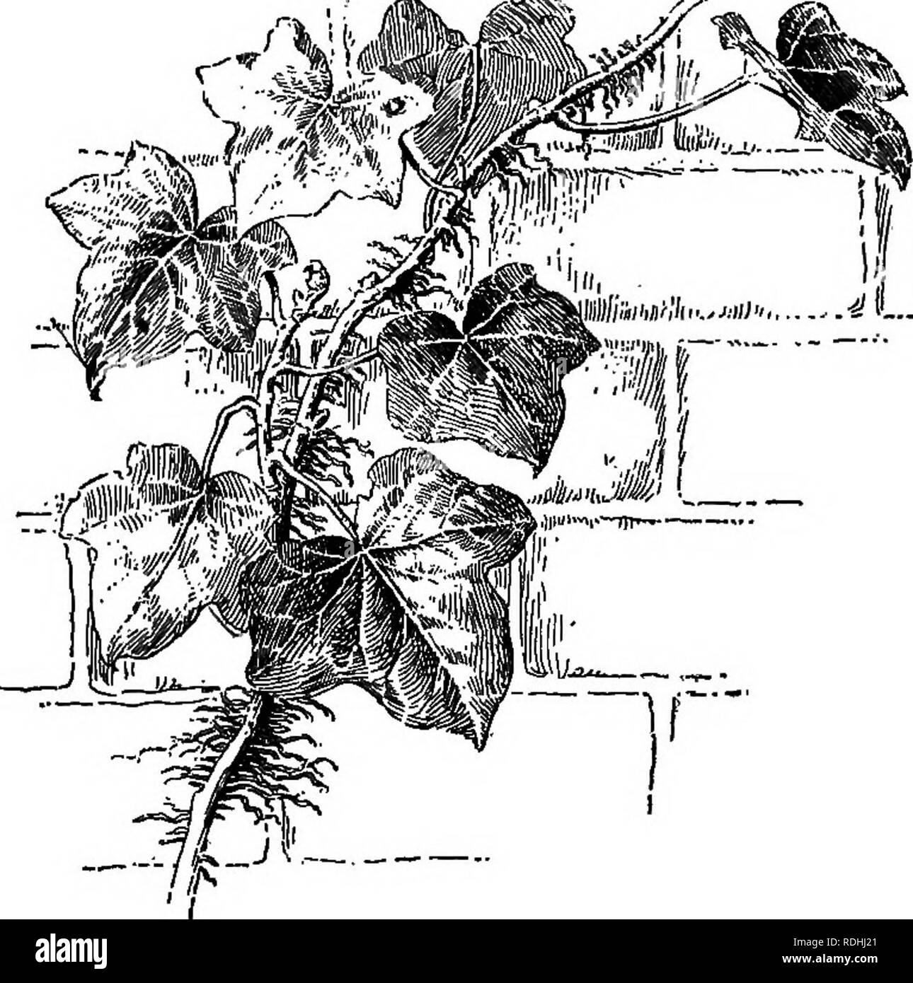 . Fondamenti di botanica. La botanica; Botanica. Stivali 39 può essere facilmente trasferita a moderatamente terreno umido e che l'intero impianto presenta curiose modifiche quando fatto crescere in terra al posto dell'acqua. 51. Radici parassita." - Il tremava, il vischio, e un buon numero di altri parassiti, live al nutrimento che rubano da altre piante, chiamato host. Il parassita. Fig. 15. - Aerial Adyentitlous radici di edera. radici, o haustoria, formano la più intima collegamenti con le porzioni interne dello stelo o la radice, come può essere il caso, dell'host-piante su cui il parassita allacciare Foto Stock