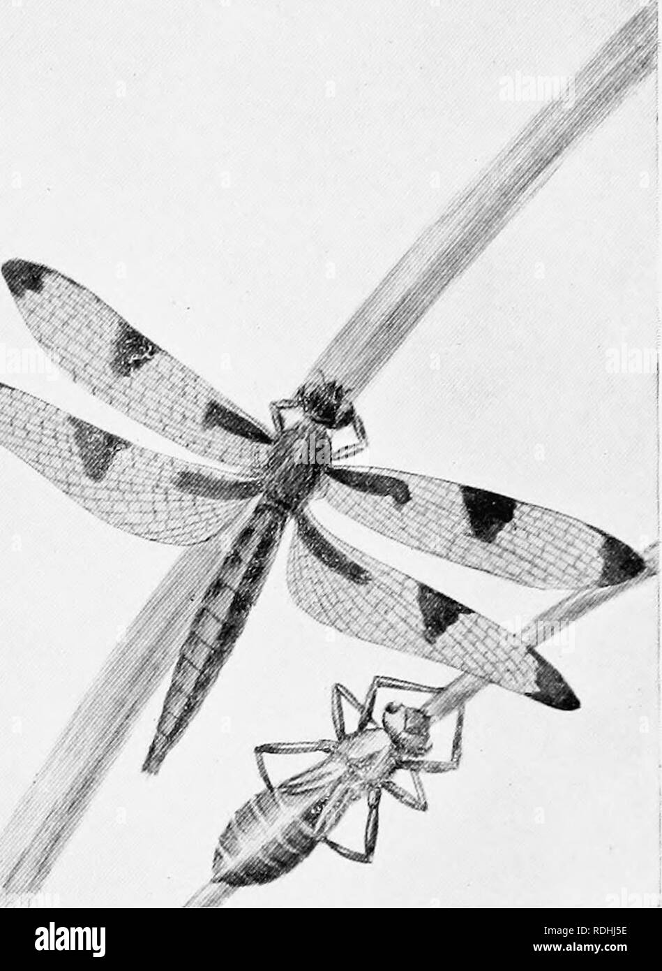 . La natura degli studi in campo e legno. Storia naturale. oO. Fanciulla la tela (a sinistra) DRAGON FLY (al centro) XYMPTH DI DRAGON FLY mosche e dragon-vola hanno più meravigliosi occhi-enorme convessa, composto contenente gli occhi verso l'alto di venti mille occhi semplici. Ciascuno di questi occhi vede bv stessa e tenendo in molto stretti raggi di liglit, ma tutta la aggrega-. Si prega di notare che queste immagini vengono estratte dalla pagina sottoposta a scansione di immagini che possono essere state migliorate digitalmente per la leggibilità - Colorazione e aspetto di queste illustrazioni potrebbero non perfettamente assomigliano al lavoro originale. Reed, Chester A. (Chester Foto Stock