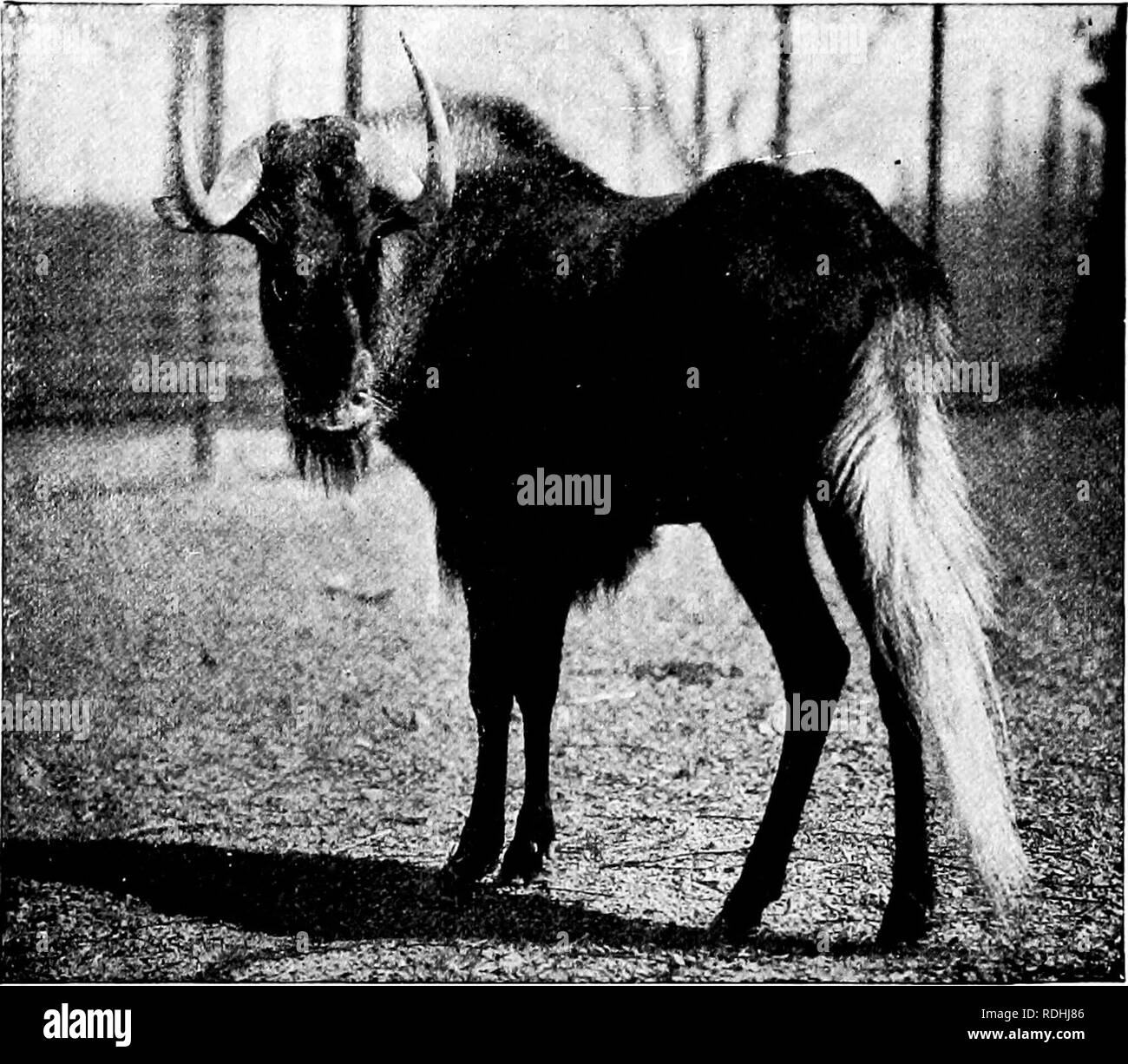 . Popolare la guida ufficiale per la New York Zoological Park . I giardini zoologici; animali da zoo. NEW YORK Zoological Park. 27. WHITE-tailed GNU. Tutti i campioni ora vivono in cattività sono nati in cattività, per entrambe le specie di gnu prendere gentilmente alla vita in parchi e giardini. Ad ogni modo considerato, gnu è un animale di dispari e notevole forma. È il più bel naso per essere trovati tra le antilopi, le sue corna sono curiosamente formata i capelli sulla sua testa e collo presenta varie peculiarità, e i suoi fianchi sono stranamente modellato. La sua lunga e fluente coda è così cavallo-simili che per molti anni questo animale è stato pi Foto Stock