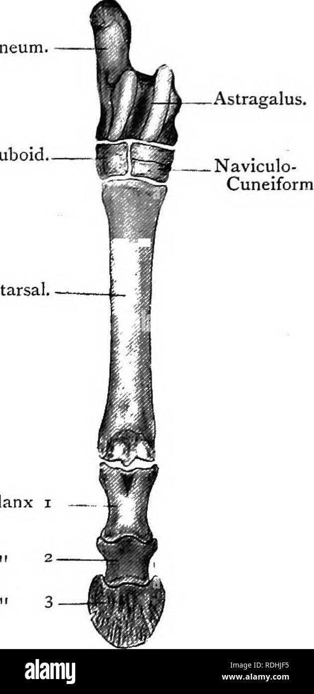 . Testo elementare-libro di zoologia. 5i8 corda a A. da un grande e pari riduzione della seconda e quinta cifra, lasciando il terzo e il quarto di pari dimensioni. Meta- carpali tre e quattro fondere insieme per formare il cosiddetto " cannon-osso," che ancora, tuttavia, porta in direzione distale a due cifre funzionali (tre e quattro) e due piccole cifre residuale (2 e 5). L'ex portano i due appaiati Fig. 358.-sinistra Pes di un bue X J. (annuncio nat.) Fig. 359.-DIRITTO Pes di cavallo (Equiis Caballus x ). (Annuncio nat.) astragalo. Naviculo- cuboide.. Il cuneiforme.. Cannon osso Metatarsals (3 e 4). Calca Foto Stock