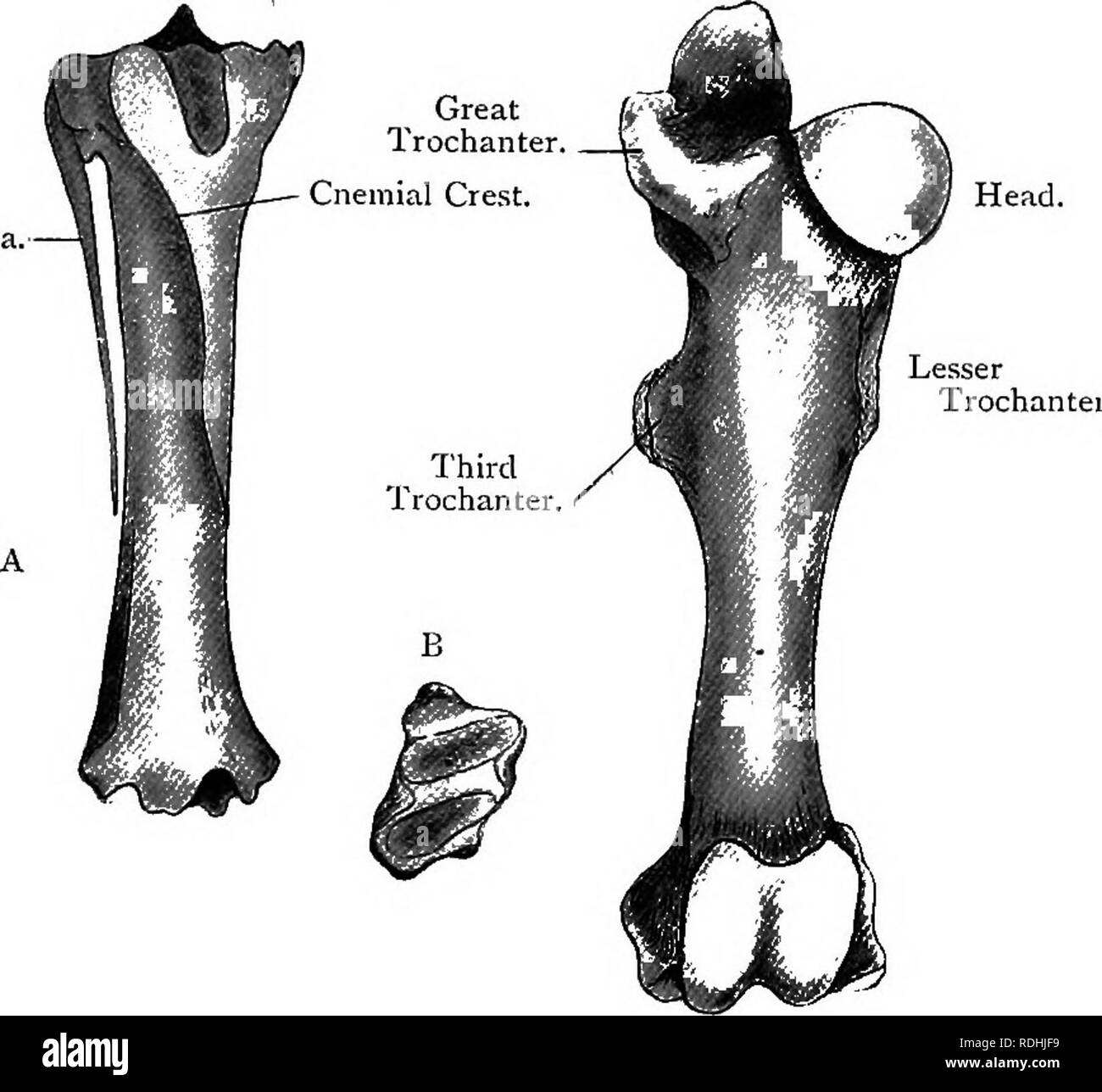 . Testo elementare-libro di zoologia. MAMMALIA. 5'7 tutte le ossa degli arti dei due tipi. L'omero del bue ha un molto prominenti grande tuberosità che piega oltre il condilo come un gancio a forma di processo e la doccia bicipitale è unica; nel cavallo vi è una doppia doccia bicipitale e la grande tuberosità è semplice. L'ulna del bue si estende verso il basso dal lato del raggio per tutta la distanza, mentre quella del cavallo ha fuso sulla Fig. 356.-TlBIOFIBULA di un cavallo x ^. {Annuncio nat.)  Aj vista anteriore. B, vista di estremità distale. Il perone. Fig- 357.-femore destro di un cavallo. {Adnat.) anteriore Foto Stock