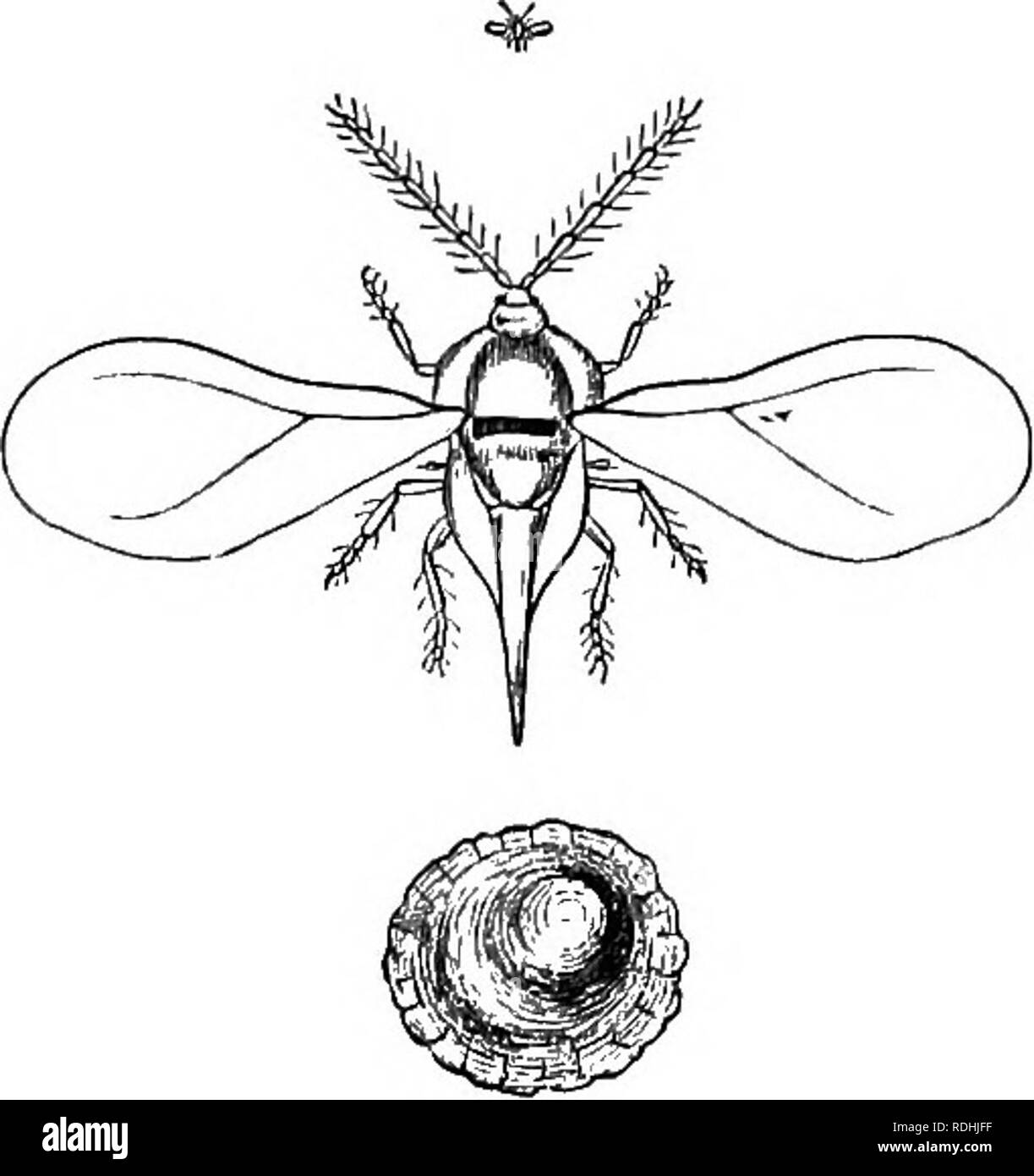 . Il libro del giardino. Il giardinaggio. 472 frutti giardino. il piano della foglia. Esso forma una lieve open- ing nella cuticola del battente, semplicemente tagliare attraverso la superficie, ma non perforare il a foglia intera, applicando la sua bocca per i bordi dell'apertura così realizzato, e l'alimentazione dopo il parenchima da soli. Poi per gradi in- troduces ribalta-parte del suo corpo fra le due superfici della foglia e miniere la foglia intorno al punto in cui ha fatto la sua prima perforazione, nella misura di metà di un diametro di un pollice o più, lasciando la superficie della foglia contrassegnati con una chiazza broadish. Esso si muove p. Foto Stock . Il libro del giardino. Il giardinaggio. 472 frutti giardino. il piano della foglia. Esso forma una lieve open- ing nella cuticola del battente, semplicemente tagliare attraverso la superficie, ma non perforare il a foglia intera, applicando la sua bocca per i bordi dell'apertura così realizzato, e l'alimentazione dopo il parenchima da soli. Poi per gradi in- troduces ribalta-parte del suo corpo fra le due superfici della foglia e miniere la foglia intorno al punto in cui ha fatto la sua prima perforazione, nella misura di metà di un diametro di un pollice o più, lasciando la superficie della foglia contrassegnati con una chiazza broadish. Esso si muove p. Foto Stock