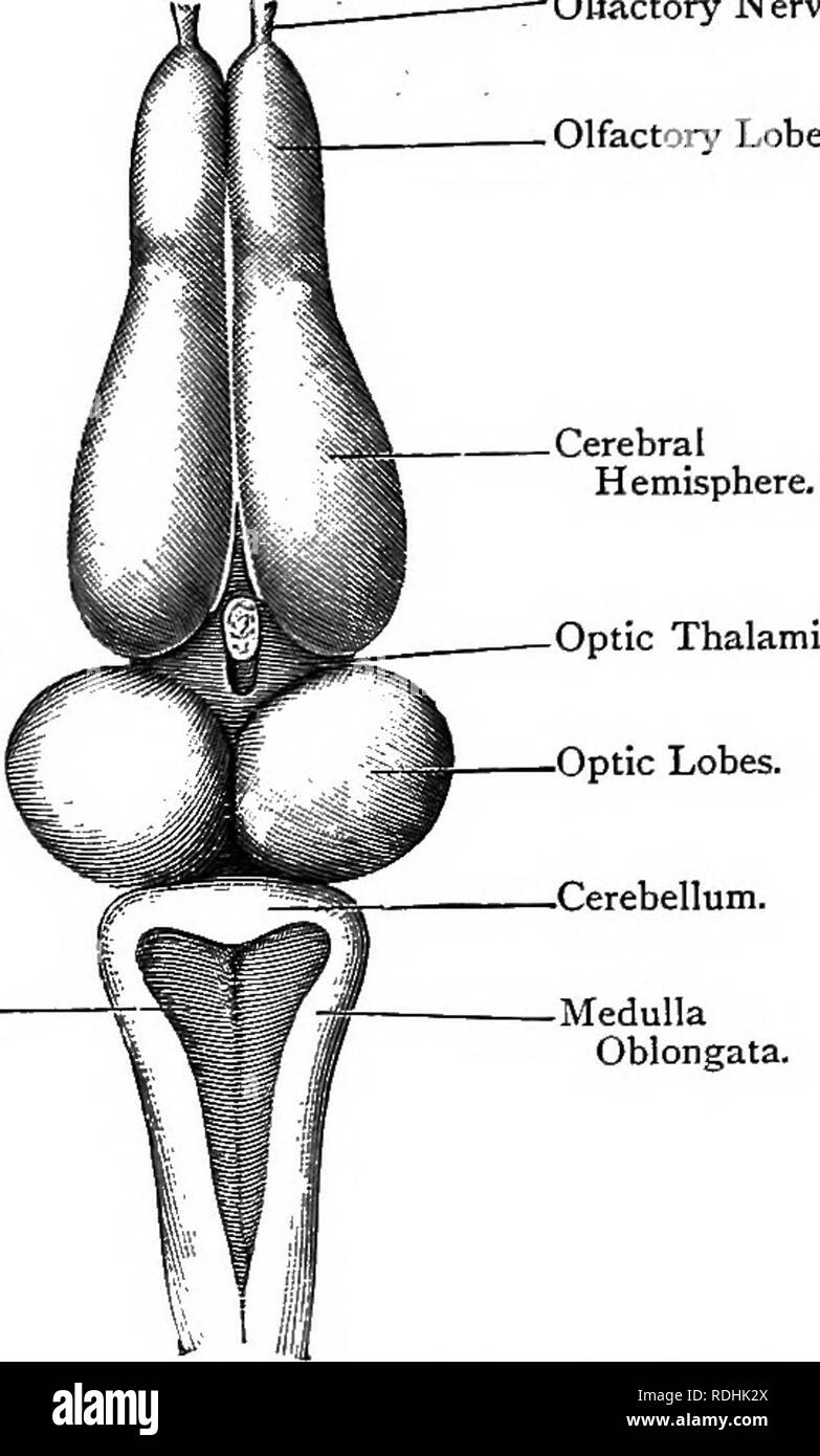 . Testo elementare-libro di zoologia. 346 CORDA A A. miscelare completamente e ogni organo sarebbe sulla contrazione del ventricolo essere fornito con sangue miscelato. D'altro canto, una maggiore efiSciency sarebbe raggiunto se il sangue arterioso può essere inviato ai tessuti in generale e il sangue venoso ai polmoni e questo è praticamente il caso. Il ventricolo si contrae rapidamente dopo le orecchiette, prima che il sangue da quest'ultima ha avuto il tempo per miscelare e quindi la prima porzione del sangue lasciando il ventricolo è quasi tutti venosa, perché l'apertura del truncus si inclina a destra. Questo passa la Foto Stock