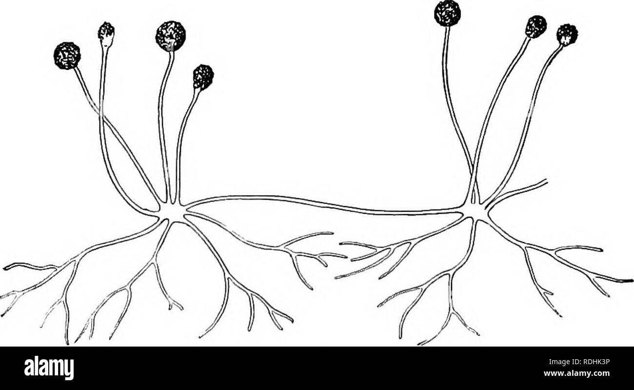 . Un libro di botanica per scuole e università ... La botanica. SAPROPHYTISM E simbiosi 755 latte, e i batteri di fieno infusi (figg. 14-17). Tra il com- moner funghi saprofiti sono gli stampi {ad es. Penicillium e Mucor, fig. 1078), i lieviti (figg. 168-173), un-^d "^ost funghi carnosi (figg. 197-198). Funghi saprofiti e batteri si verificano dovunque vi è morto di materia organica, particolarmente in humus, i processi di decadimento essendo associati con questi organismi. Il corpo vegetativo dei funghi, il micelio è costituito da filati delicati, la hyphae (fig. 1078), che penetrano la Foto Stock