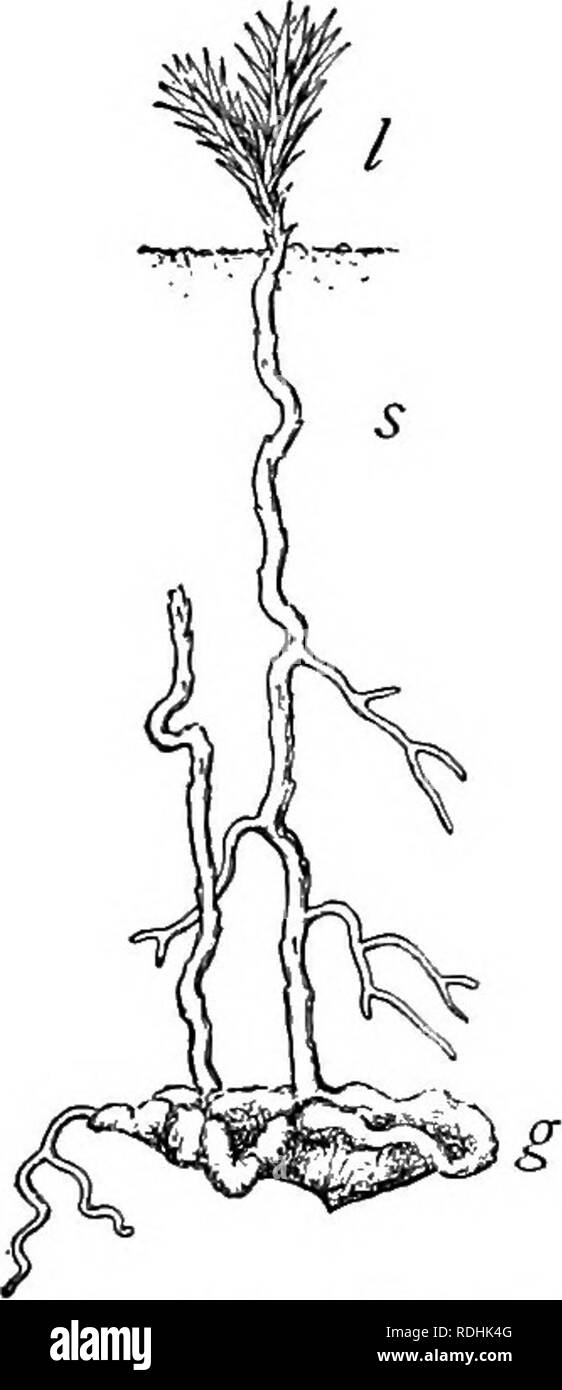. Un libro di botanica per scuole e università ... La botanica. 746 Ecologia ranean, ma non quando antenna (figg. 1070, 1108). La radice tubercoli di legumi (vedere p. 787), che sono noti per essere il risultato diretto di una infezione batterica, ricordano i tuberi non solo in sostituzione di allungamento di allargamento laterale, ma anche nel grande accumulo di cibo e acqua nelle cellule ipertrofiche. Ancora, in molti funghi e insetti galli (come nel cedar apple e in rovere cynipid galli), allungamento è selezionata, mentre incremento diametrale e l'accumu- lazione di cibo e di acqua sono fortemente stimolate; t Foto Stock