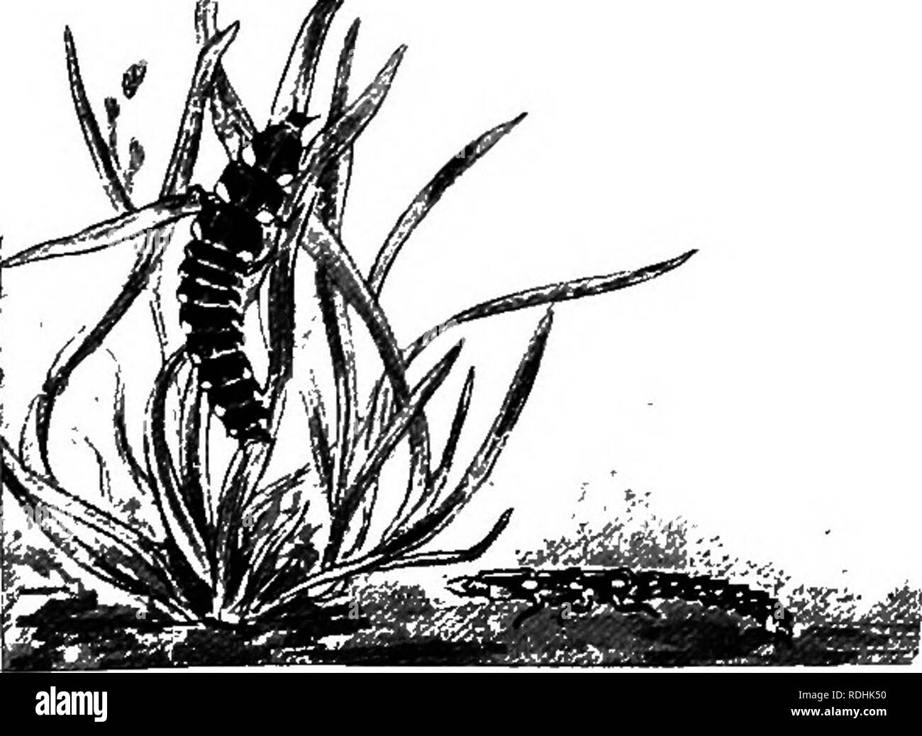 . Una introduzione alla zoologia, con indicazioni per il lavoro pratico (invertebrati). Fig. 192.-coleottero maschio con ali esteso. (Leggermente allargata.) sporgenti verso il basso dall'ultima come un extra piedi. Il Glow Worm Beetle {Lampyris nodiluca) è **B^tTeT" '^^'"^^^ beetle circa un terzo di un pollice lungo, nota per la intermittente bagliore luminoso dato fuori da sotto il lato della punta dell'addome. Questa caratteristica è particolarmente avviso- in grado nell'ala- meno, di colore scuro le femmine e prob- abilmente è di utilizzare per attirare i loro compagni. Il maschio beetle è alati e vola bene; è Foto Stock