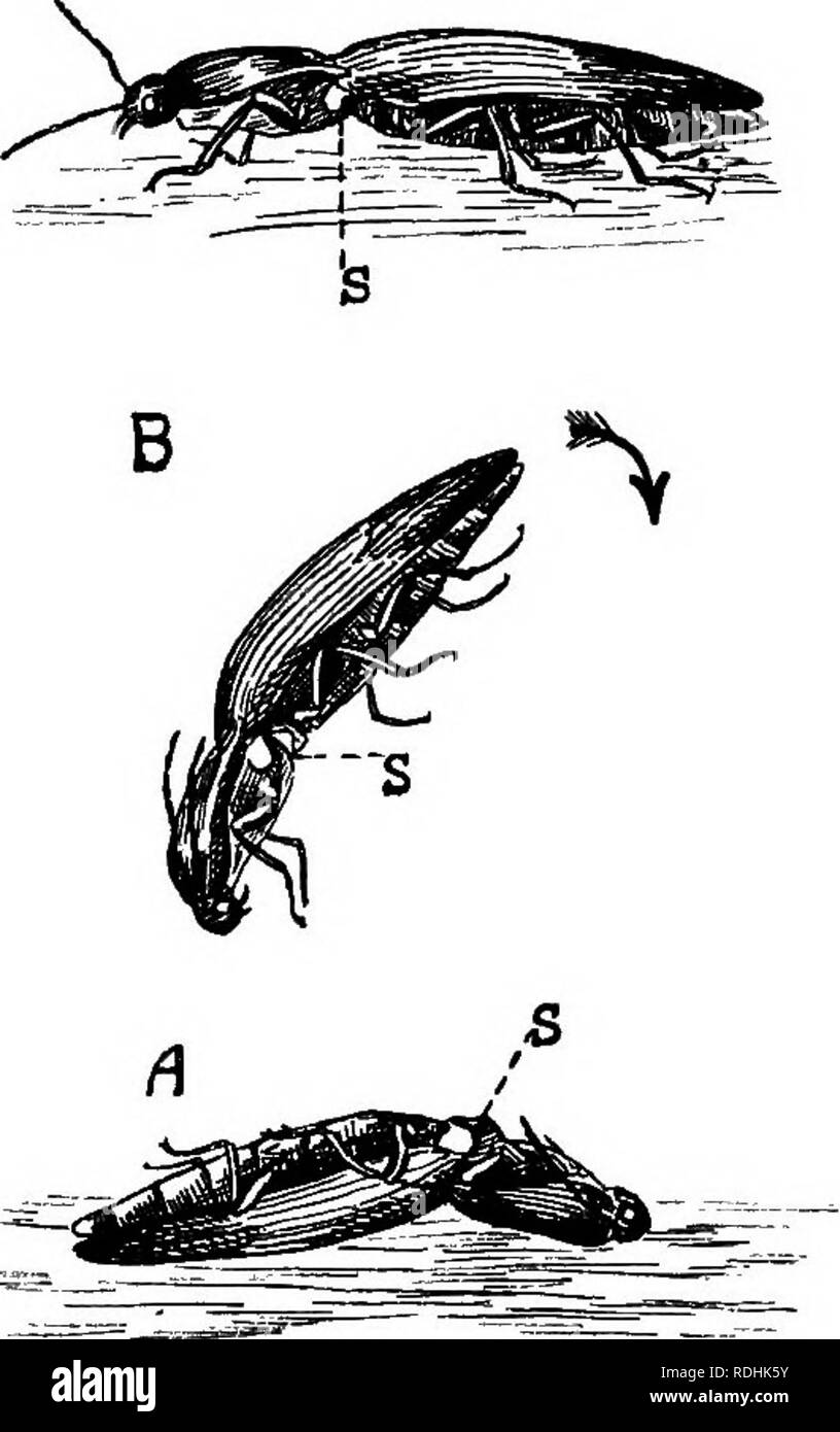 . Una introduzione alla zoologia, con indicazioni per il lavoro pratico (invertebrati). XVII INSECTA: COLEOPTERA 257 (Fig. 189, un) in modo che solo la parte anteriore del torace e della fine della ahdomen elytra e toccare il suolo, C e la colonna vertebrale semplicemente appoggiata su una cresta sopra la scanalatura ; poi improvvisamente essa contratti i muscoli, in modo che la colonna vertebrale è forzata oltre questa cresta nella scanalatura con un clic ; questo movimento improvviso provoca l'inarcamento del corpo nella direzione inversa, e le punte dei elytra colpire il suolo virith tale forza che il rinculo strappa il corpo due o tre centimetri in aria di solito Foto Stock
