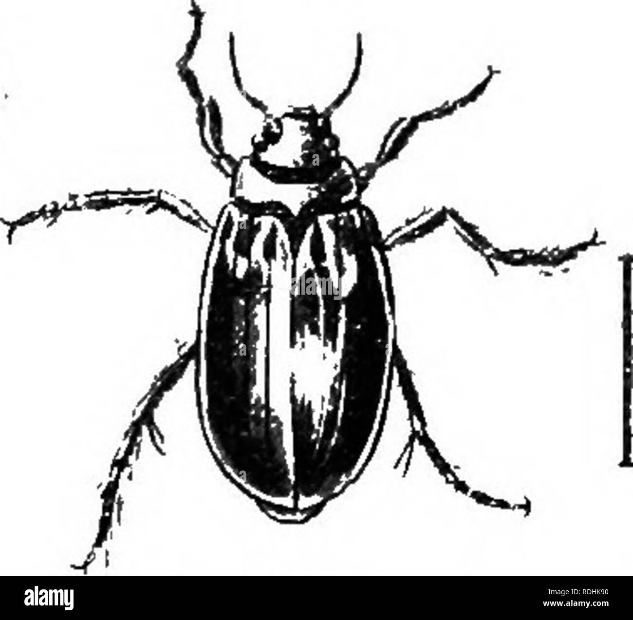. Una introduzione alla zoologia, con indicazioni per il lavoro pratico (invertebrati). IN UNA setta: COLEOPTERA 249 lai-ge segno nero copre l'ostacolare una parte di ciascuno dei elytra. Il lato inferiore del torace e anche di cerva fine dell'addome è nero.; il corpo è fortemente sia convessa: T al di sopra e al di sotto e di conseguenza , il movimento è difficile sul terreno, - anche se in acqua lo scarabeo è molto attivo. La larva acquatica è ed ha un piuttosto insolito aspetto (Fig. 178). Il suo golden-corpo marrone con- sists di una testa e di undici seg- menti, graziosamente contrassegnate in precedenza con il marrone scuro. L'ultimo segmento Foto Stock