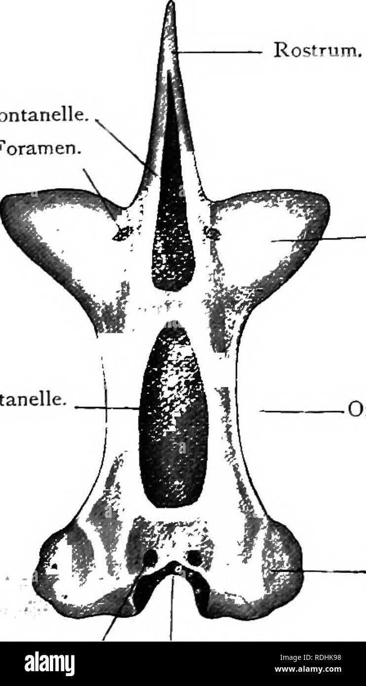 . Testo elementare-libro di zoologia. 324 CHOKDATA. Apparato Scheletrico. Abbiamo già riferito all'esoscheletro di squame e denti, ma una più estesa endoskeleton ha di essere notato. Questo è interamente formata nel meso- blast e è costituito da tessuto connettivo (o mem- branous tessuto) e la cartilagine. Il tessuto connettivo si lega tutti gli organi insieme e possono essere direttamente confrontato con quello di Amphioxus. Un dolce calore serve a disintegrarsi questo tessuto e ci consente di isolare facilmente le più solide e Fig. 231.-vista dorsale del cranio di un pattino. {Adnat.) fontanelle anteriore. Orbito-forame nasale. Olfacto Foto Stock