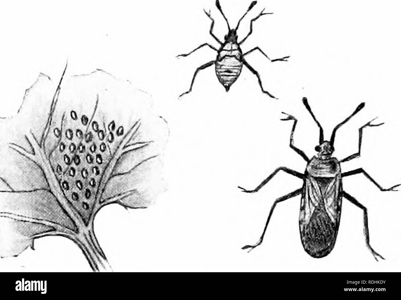 . Un libro di testo in generale zoologia. Zoologia. 176 Altri membri della classe - INSECTA il liristlelike mandibole e mascella' può essere separato dalla guaina. ^lany dei bug sono dannosi per le colture di fattoria. Essi si inseriscono le parti di bocca nei tessuti di piante e di aspirare i succhi di frutta, indebolendo, se non uccidere le piante. Il squash bug (Fig. 116) la}-s le sue uova, usuall}', l'ONU- der i lati delle foglie. .Giovani bug passa attraverso fi"e stadi, gradualmente diventando ali e diventando più grande, prima che I'eaches la condizione di adulto. L'Arlecchino Ixig, o " calico back", o &q Foto Stock