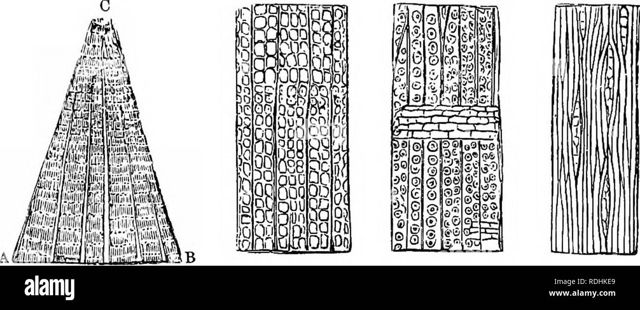 . Un manuale di botanica : essendo una introduzione allo studio della struttura, la fisiologia e la classificazione delle piante . La botanica. E CHAEACTEES AEEANGEMENT di piante fossili. 721 che è spesso il caso, un minuto esame dei suoi tessuti è il solo metodo di determinazione della sua posizione nella serie naturale. Ci deve essere anche alcune idee generali della vegetazione sia dei tropici e scambiatore di calore latittides, della mountain-catene, TABELLA-terre, valli, e negli estuari;. Fig 904 Fig. 905. Fig. 906. Fig. 907. Più in particolare di paesi caratterizzati da costante, e da un eccessivo o climi estremi, come co Foto Stock