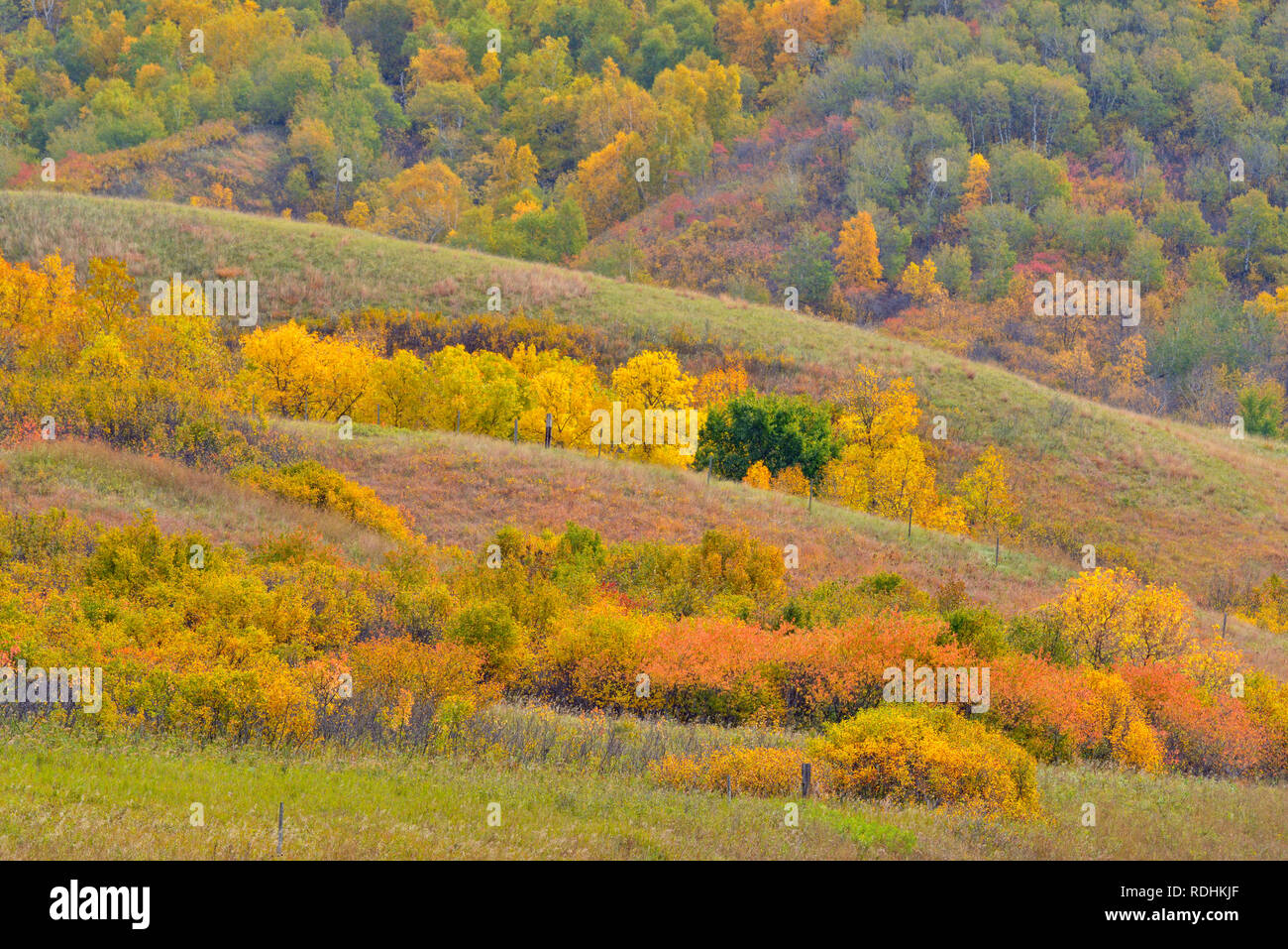 Il fogliame di autunno sulle pendici del Qu'appelle River Valley, Qu'appelle Valley, Saskatchewan, Canada Foto Stock