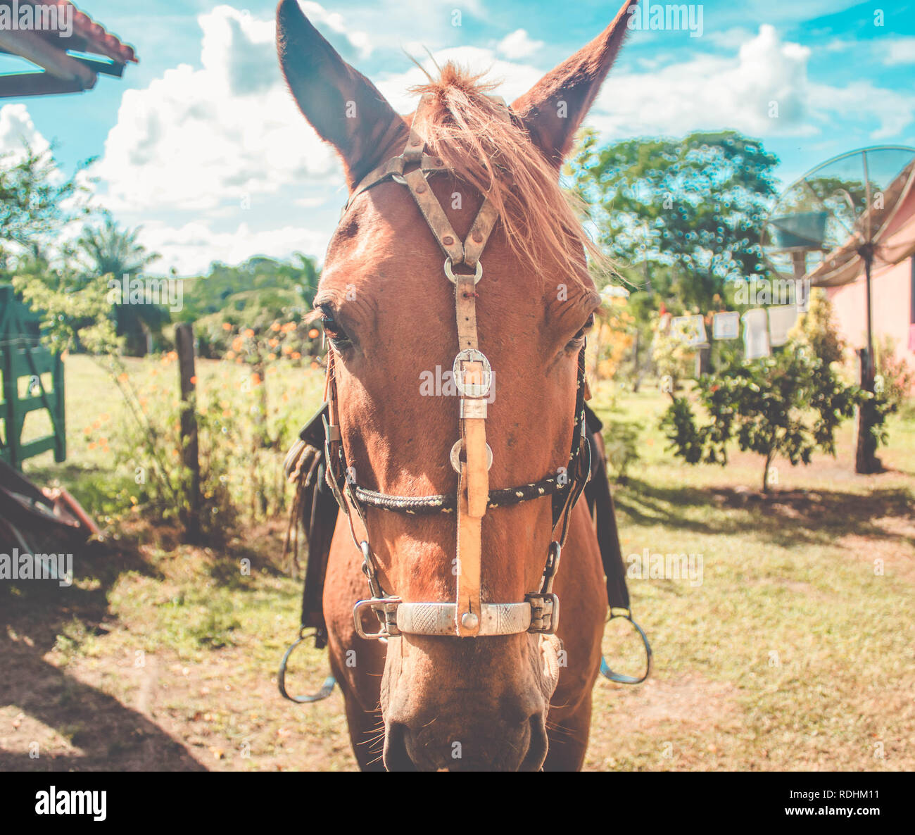 Ritratto di un cavallo marrone con sella sulla piccola fattoria Foto Stock