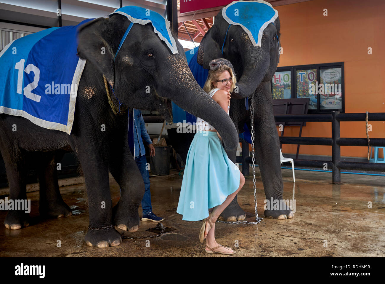 Thailandia turistico ed elefante.. Donna che posa con elefanti Foto Stock