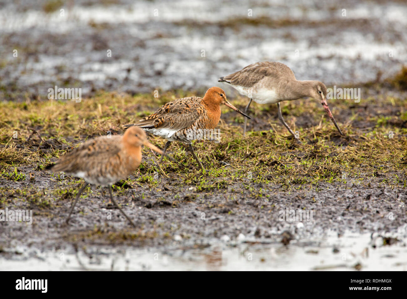 Paesi Bassi, Ouderkerk aan de Amstel, Polder chiamato Landje van Geijsel, un luogo per recuperare dopo il lungo viaggio dall'Africa per tailed godwits ( Lim Foto Stock